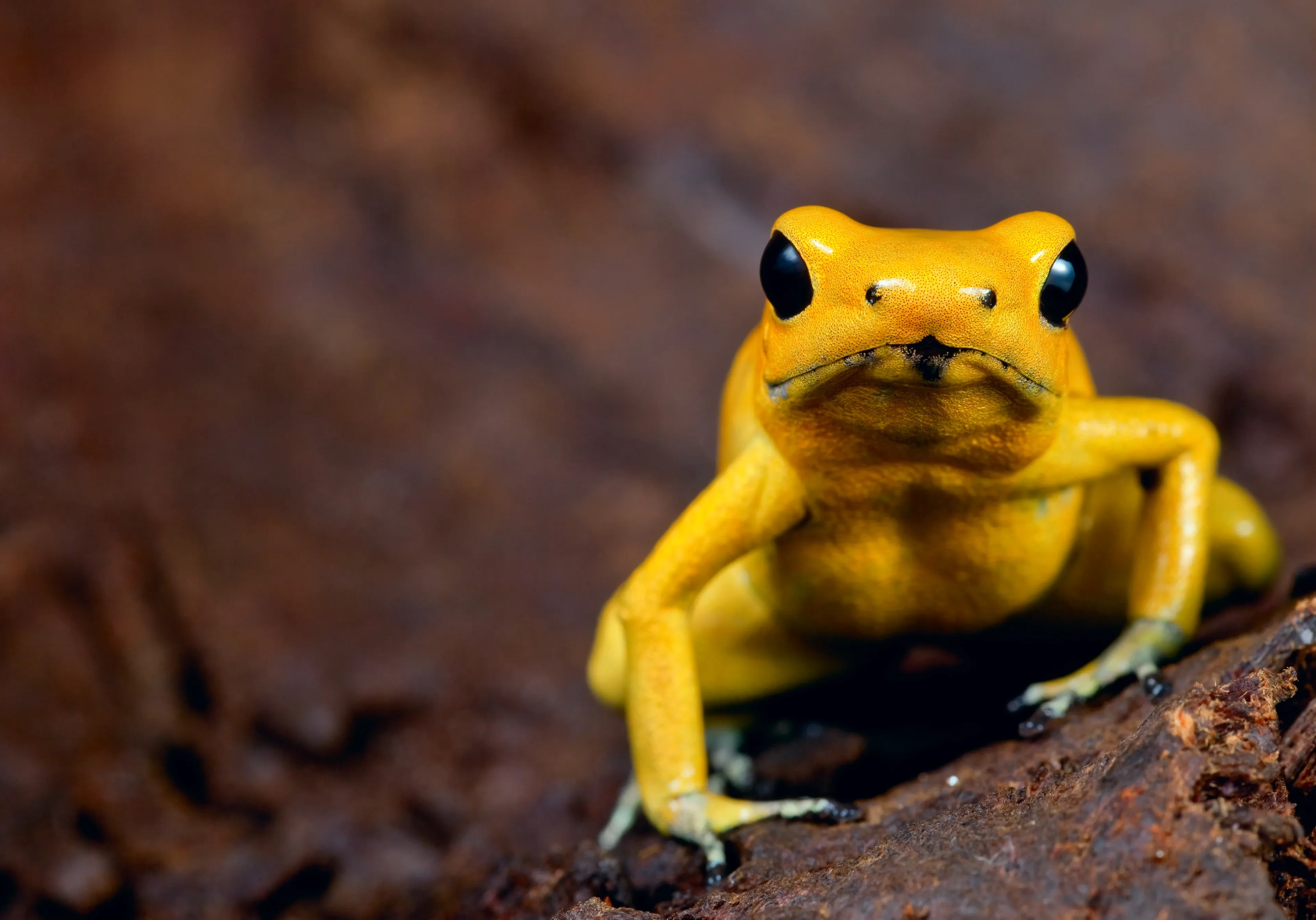 A bright yellow golden poison frog sits on dark, textured bark, facing the viewer. Its smooth skin is solid yellow, with large bulbous black eyes and tiny dark-tipped toes.