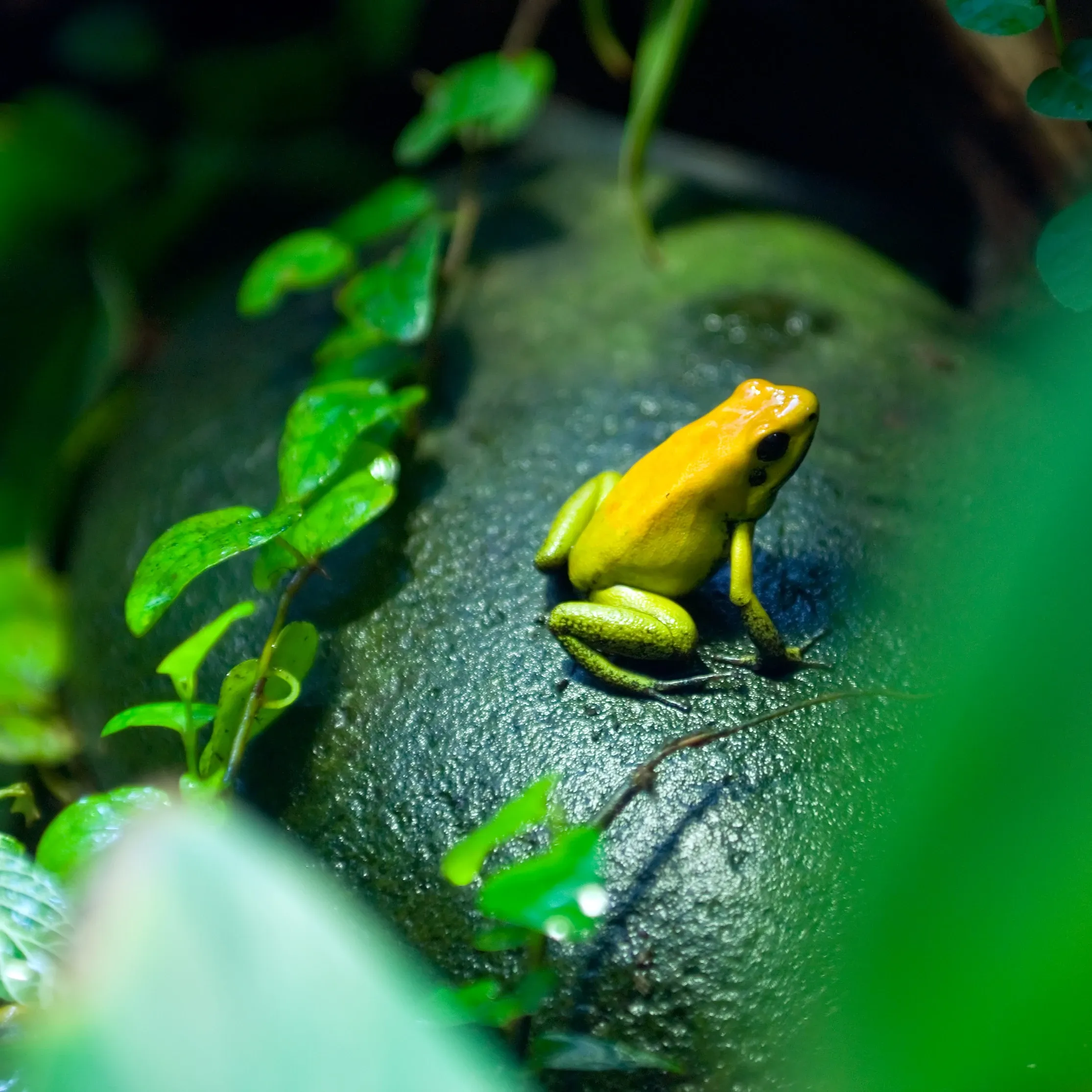 A bright yellow golden poison frog with lime-green legs sits on a dark green, damp rock. Small round green leaves surround it in the shady rainforest.