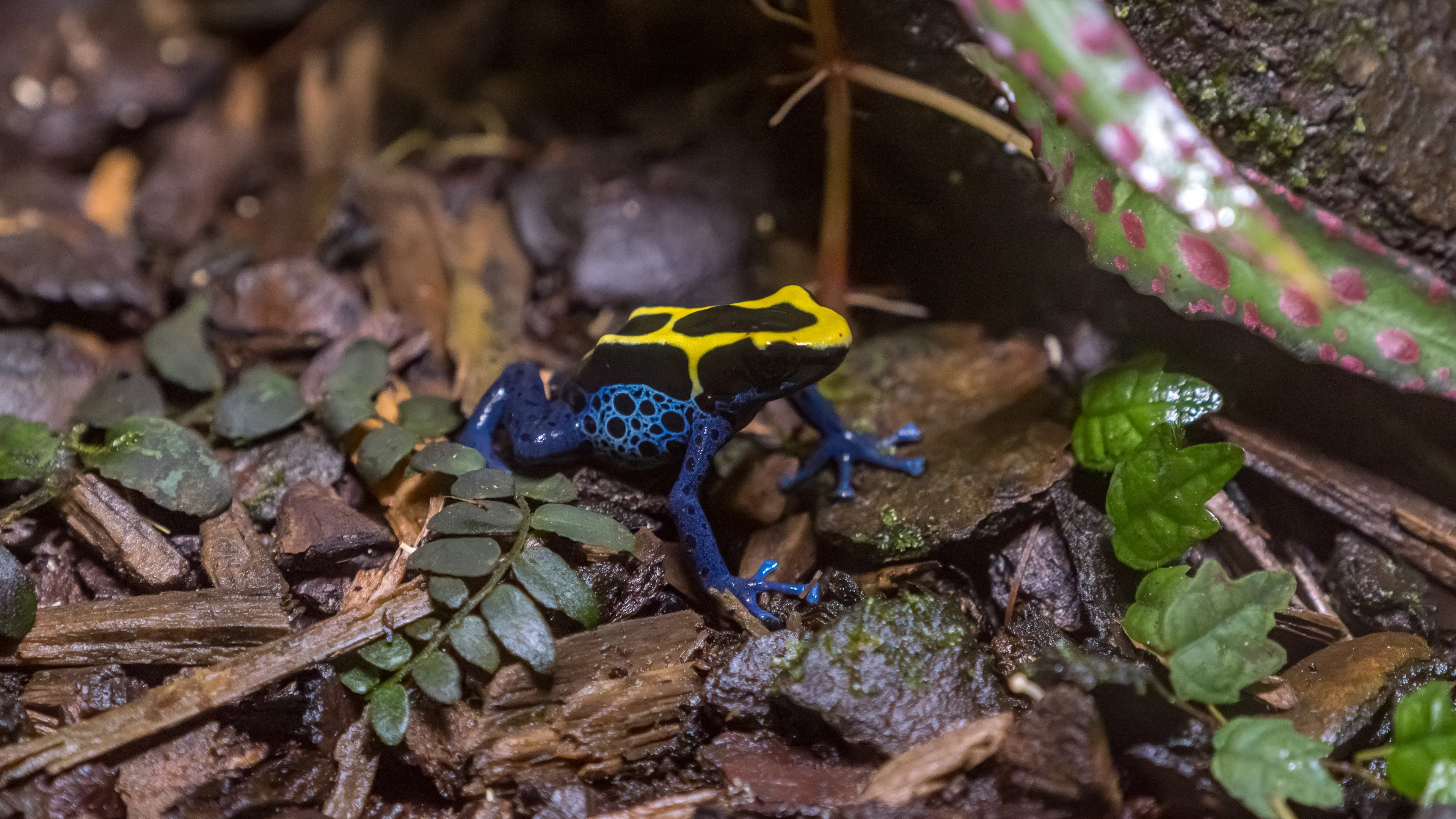 A small poison frog sits on the dark forest floor among green leaves and wood chips. Its back is bright yellow with two bold black stripes, and its deep blue legs are dotted with paler blue spots.
