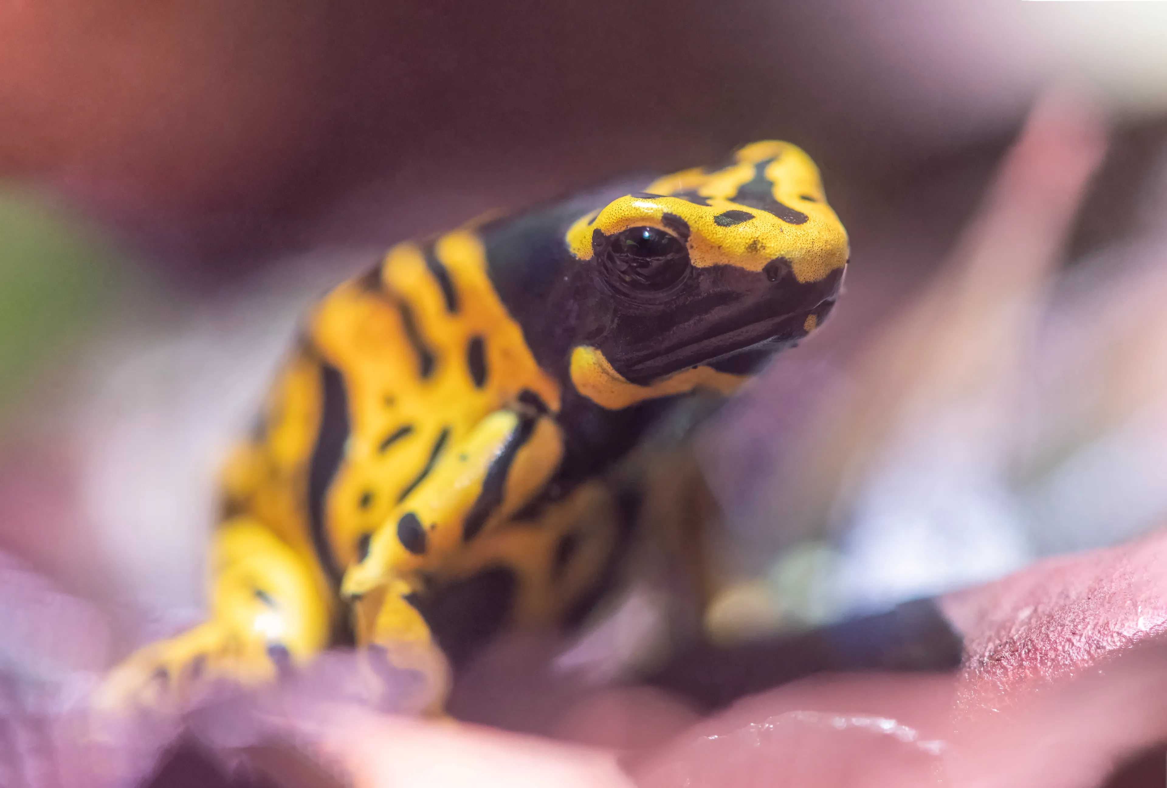 A golden poison frog sits on a soft pink petal, its bright yellow skin marked with bold black stripes and spots. Shiny black eyes look ahead against a colourful, blurry garden.
