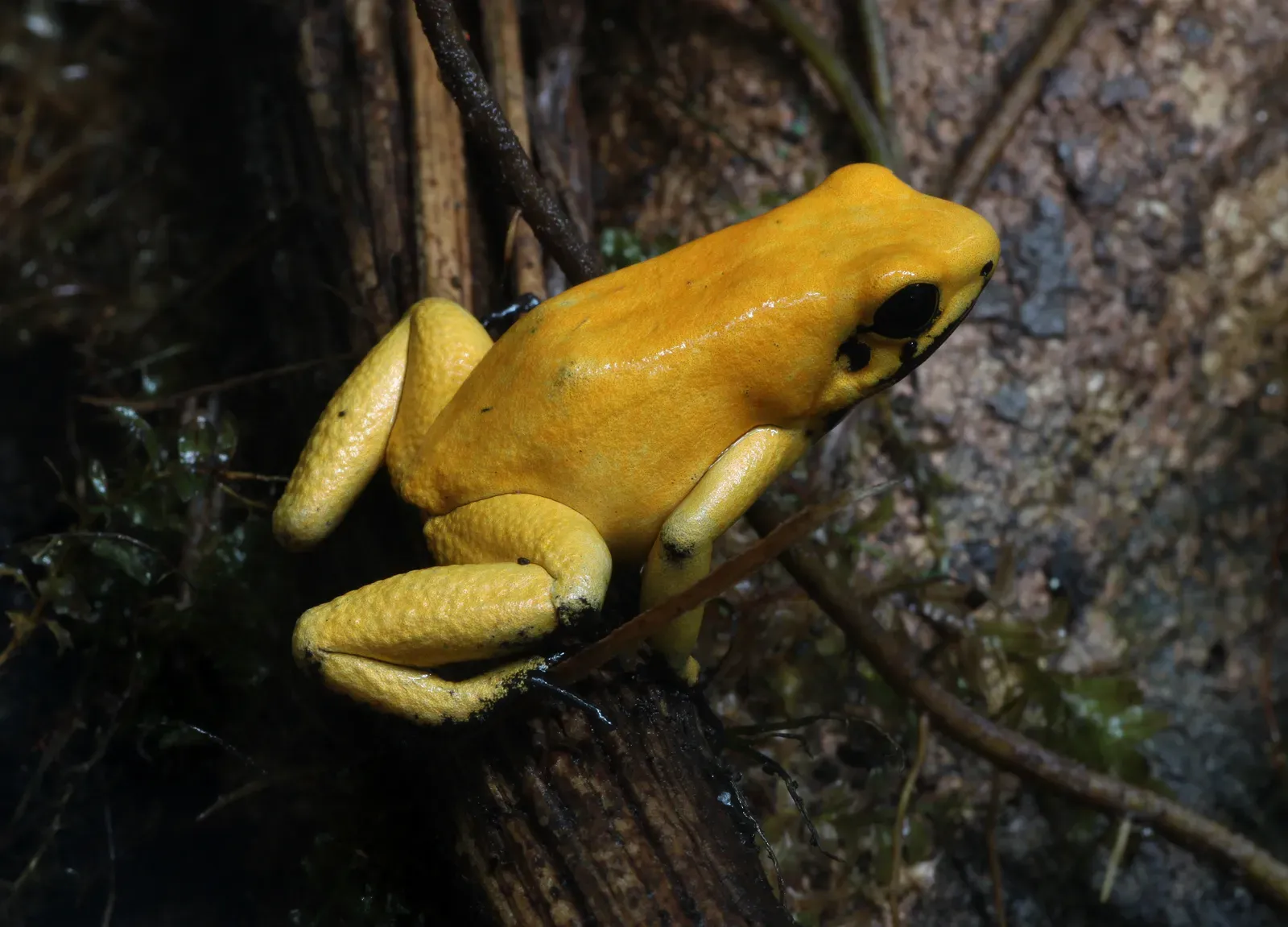 A bright golden-yellow poison frog with black-tipped toes sitting on a mossy log in dim forest light.