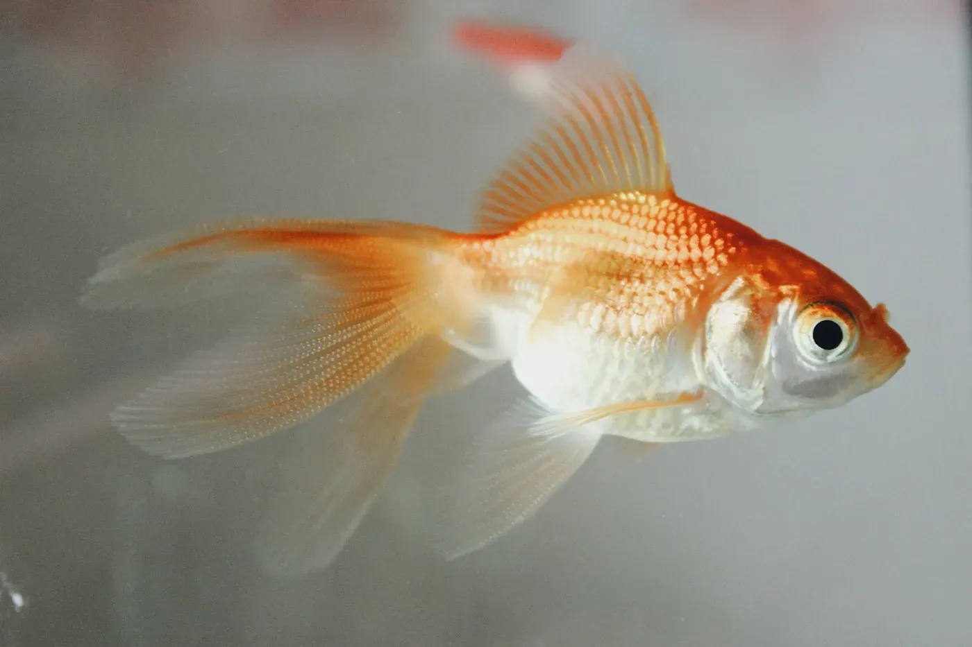 An orange-and-white goldfish with long flowing fins swimming in clear water.
