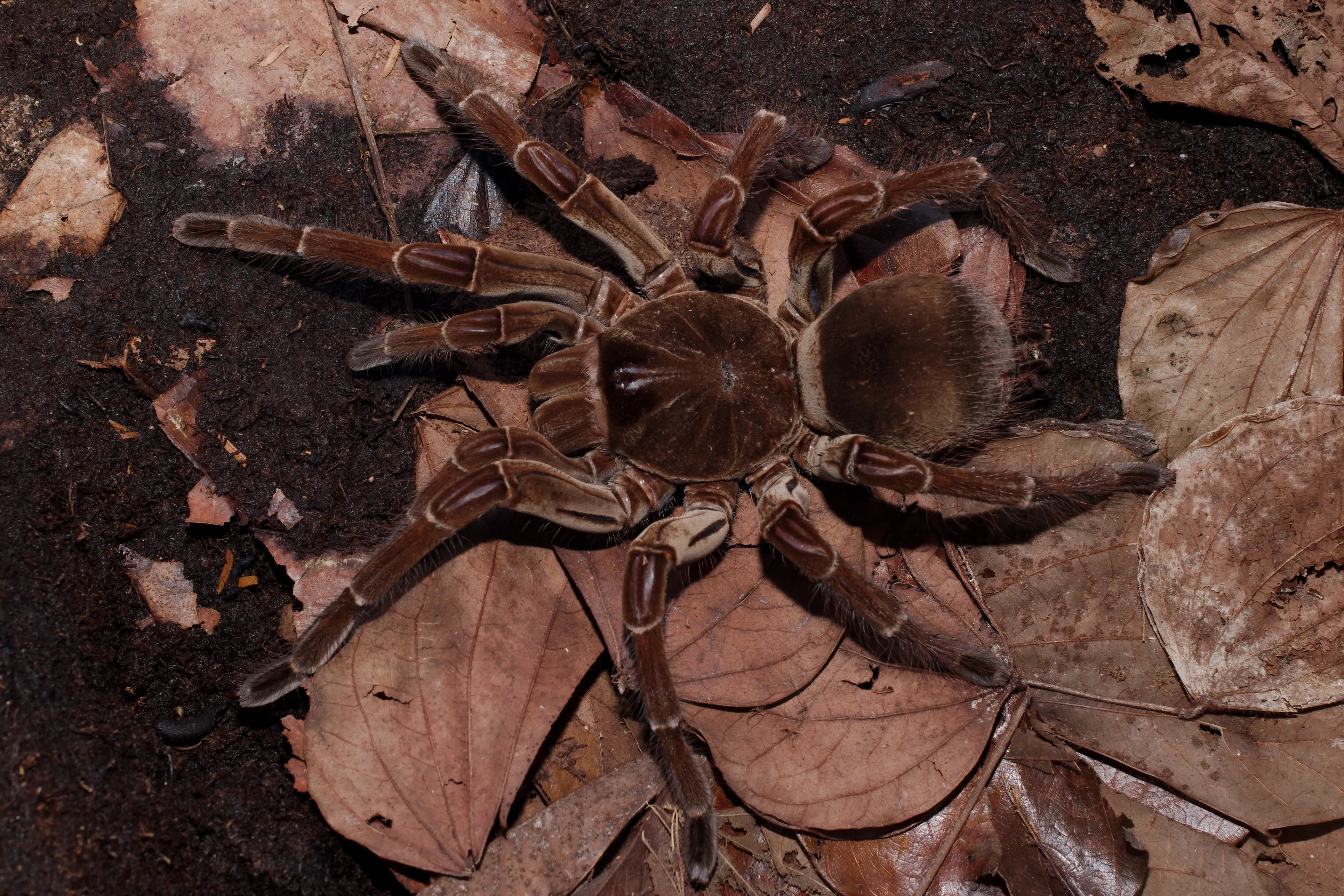 A large, chocolate-brown goliath birdeater spreads its thick, fuzzy legs across a forest floor of dried crunchy leaves. Faint lighter stripes run along its hairy body and legs.