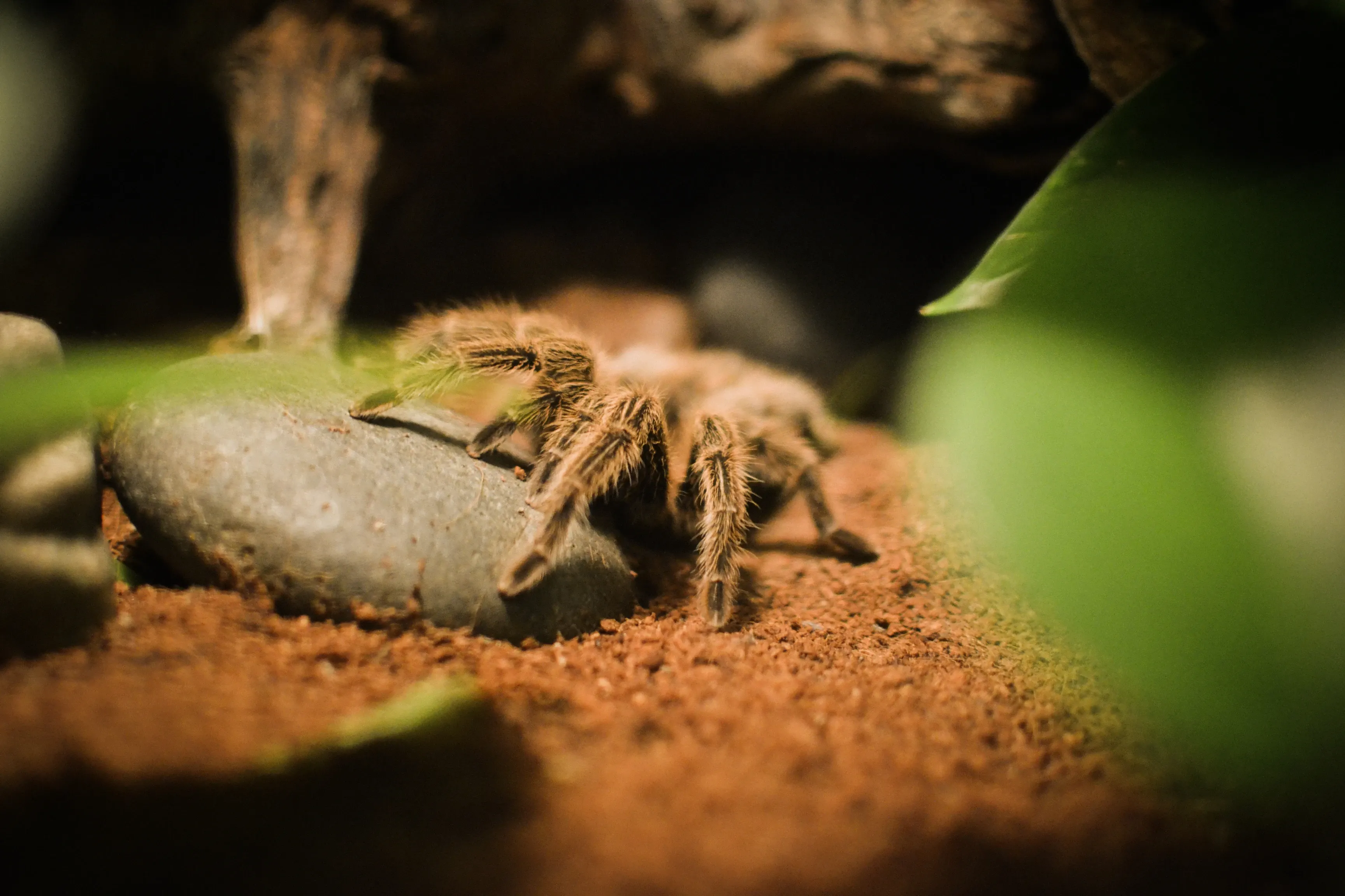 A hairy brown goliath birdeater stands on reddish-brown soil, with two bristly front legs resting on a smooth dark-grey rock. It faces a dark burrow under textured wood, with a soft green leaf in the foreground.