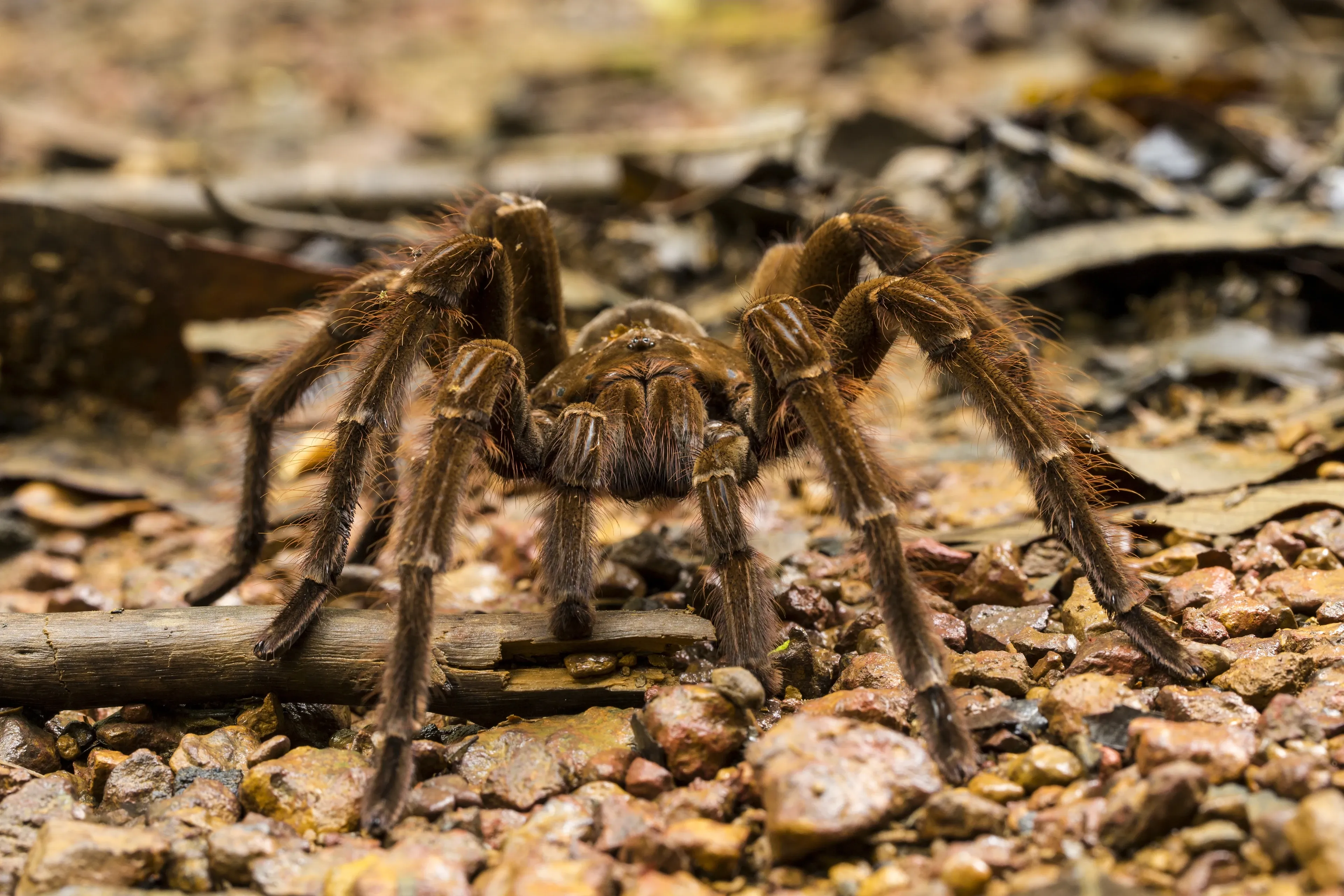 A large, very hairy brown goliath birdeater crawls toward the viewer over small wet pebbles and damp soil. Its front legs spread wide, and a thin grey-brown twig lies just under one of them.