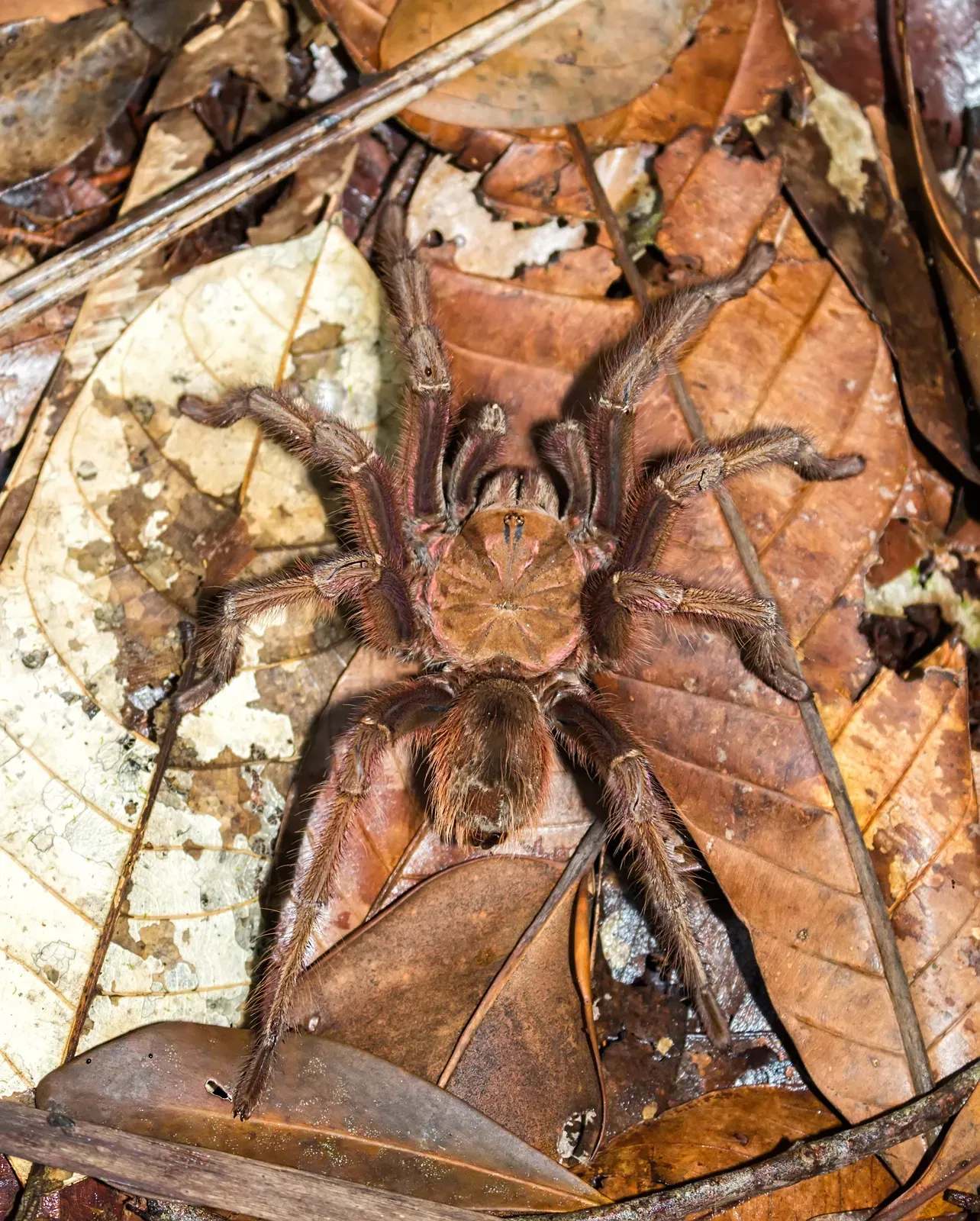A large goliath birdeater spider with a hairy reddish-brown body resting on fallen leaves on the rainforest floor.
