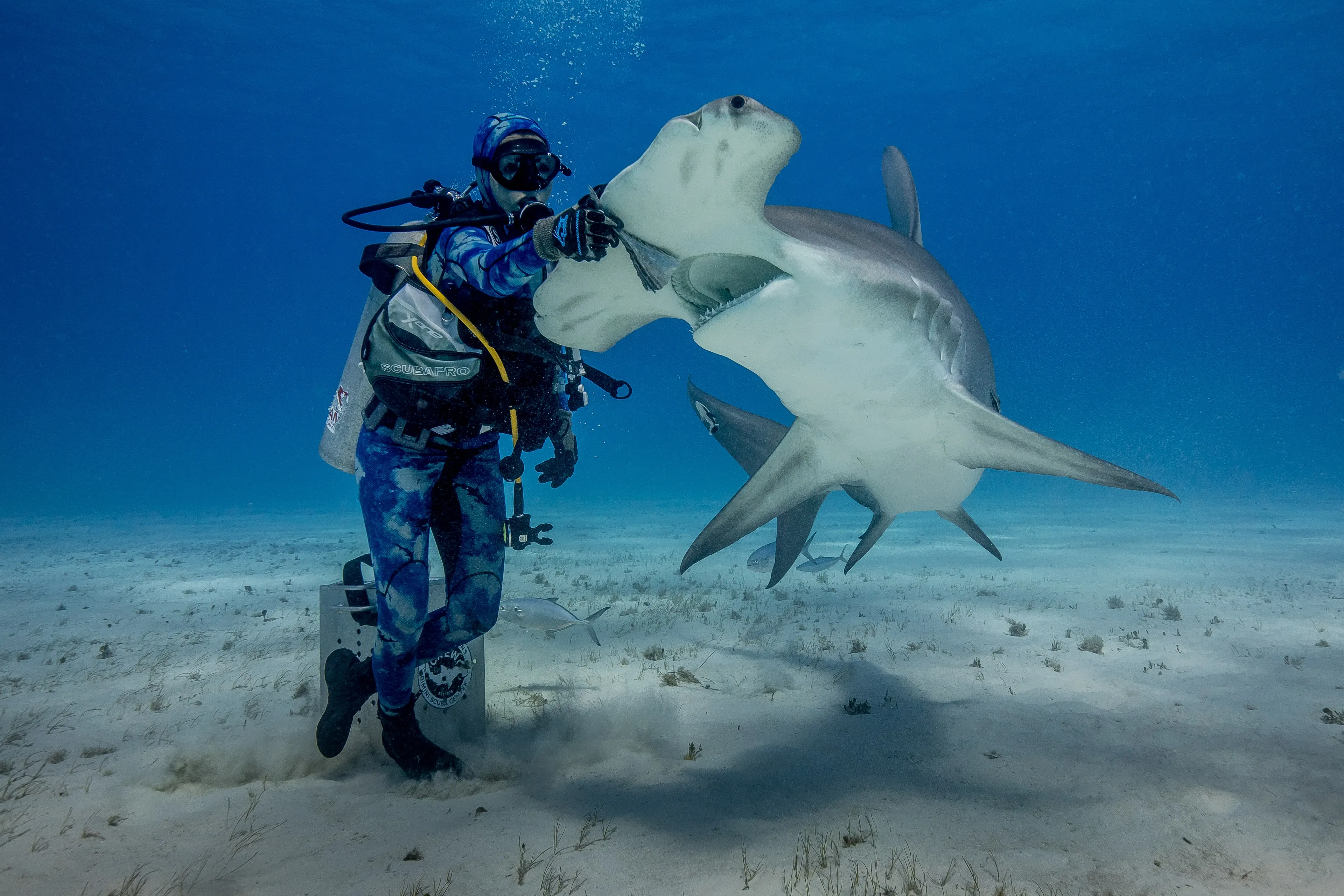 A great hammerhead shark swimming toward the camera over a rippled sandy seabed, its wide T-shaped head and open mouth filling the frame while a tall dorsal fin rises behind.