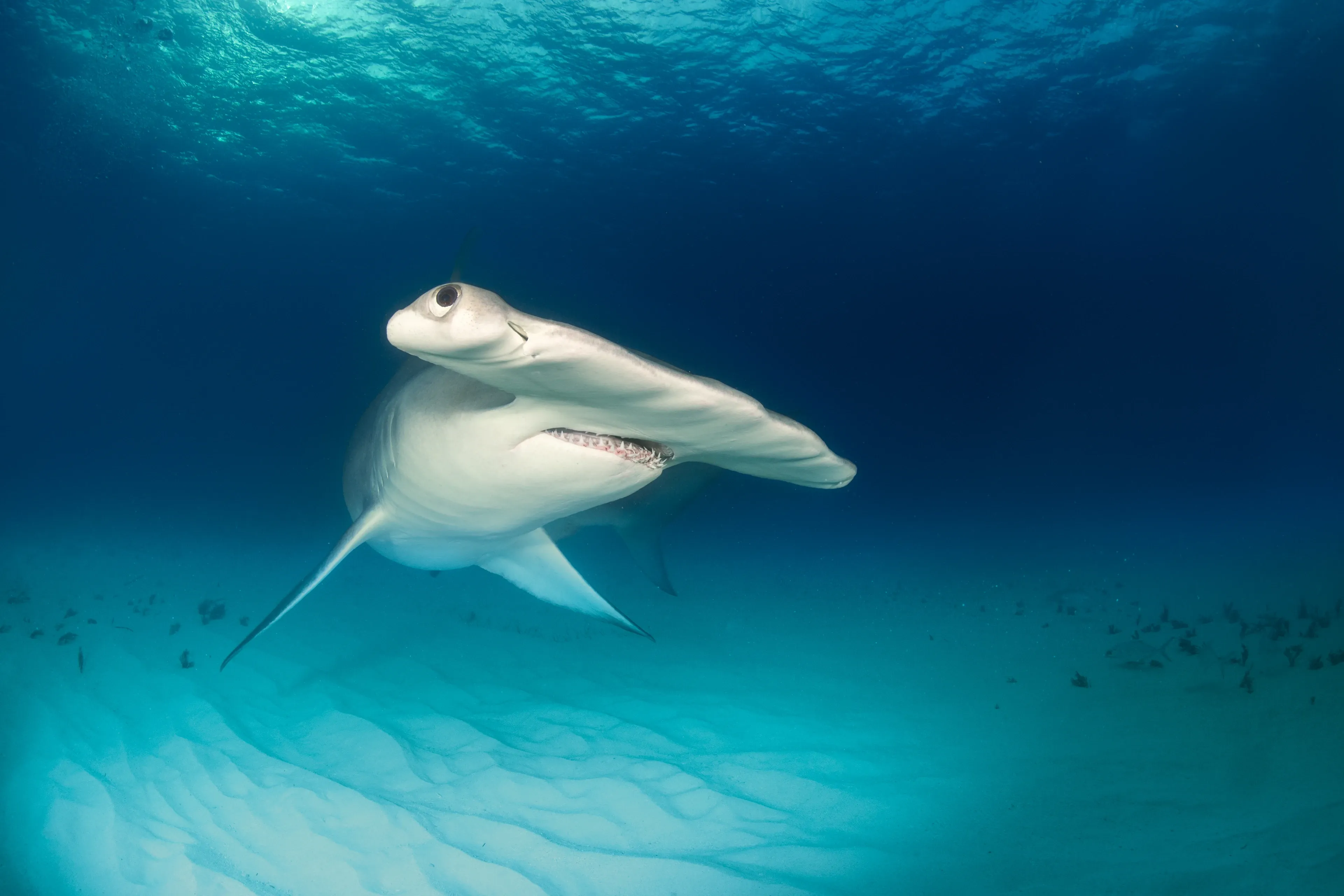 A great hammerhead shark turning beside a scuba diver over a sandy seabed in clear blue water near Bimini, the Bahamas.