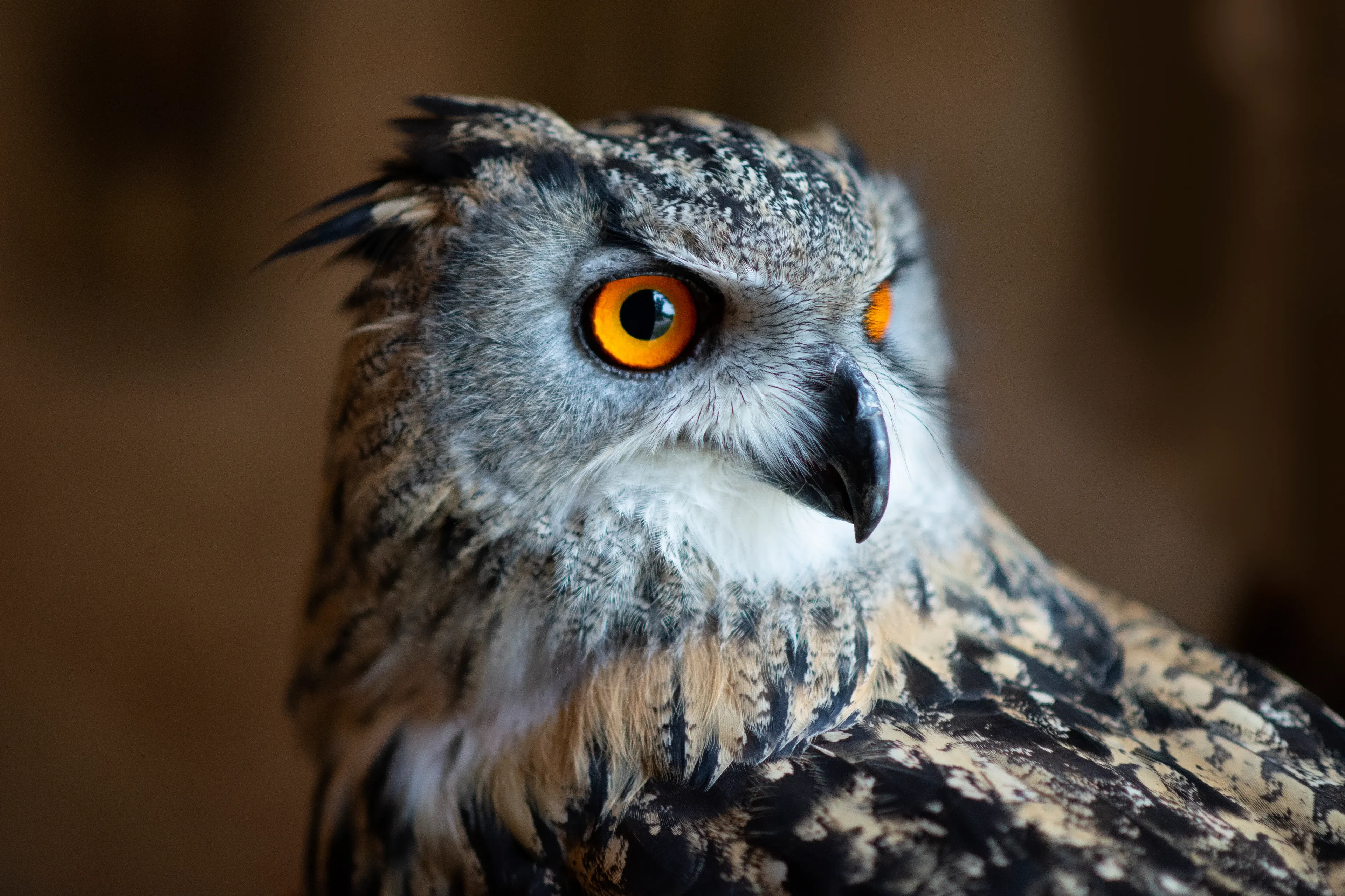 A great horned owl looks to the right in close-up, showing large bright orange eyes and a sharp hooked beak. Mottled tan, light brown, and dark brown feathers cover its head and shoulders, with a small horn-like tuft on top.