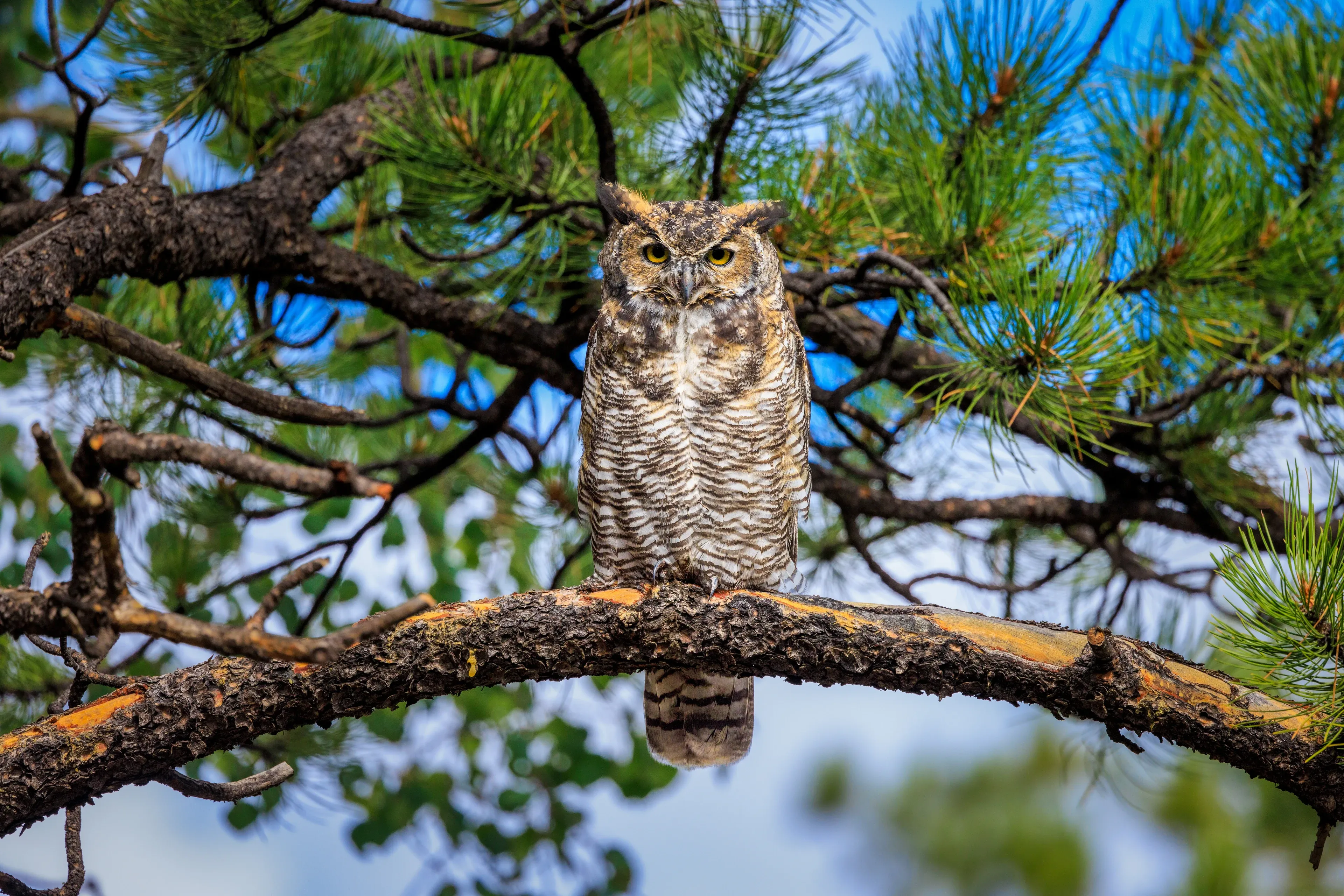 A great horned owl sits still on a thick tree branch, facing forward with bright yellow eyes and two tall feather tufts on its head. Its brown, grey, and white feathers look like tree bark.