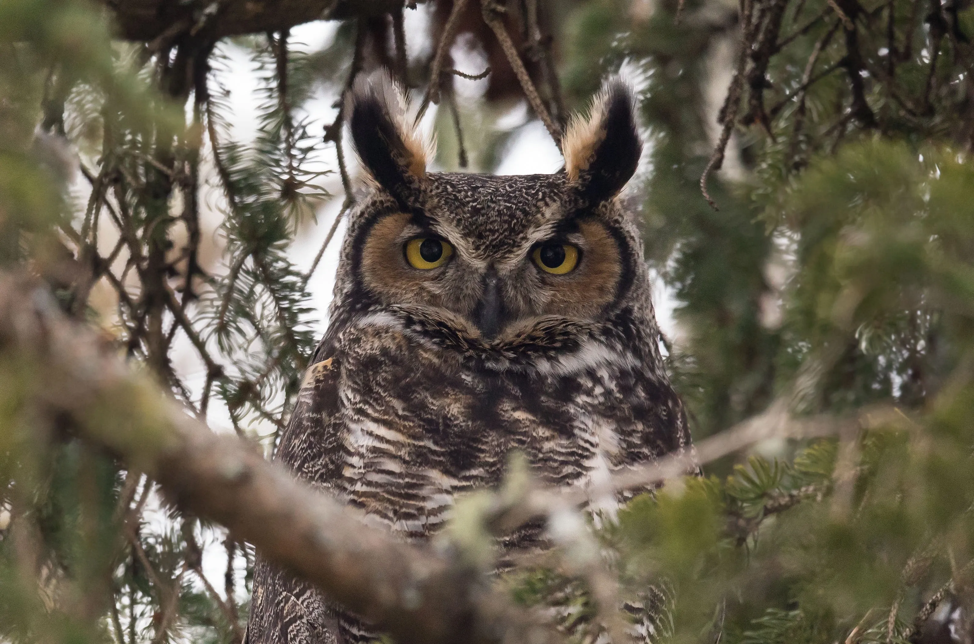 A great horned owl stares forward from among thick evergreen branches, showing large bright yellow eyes. Mottled brown, grey, and white feathers blend with the bark and needles around it.