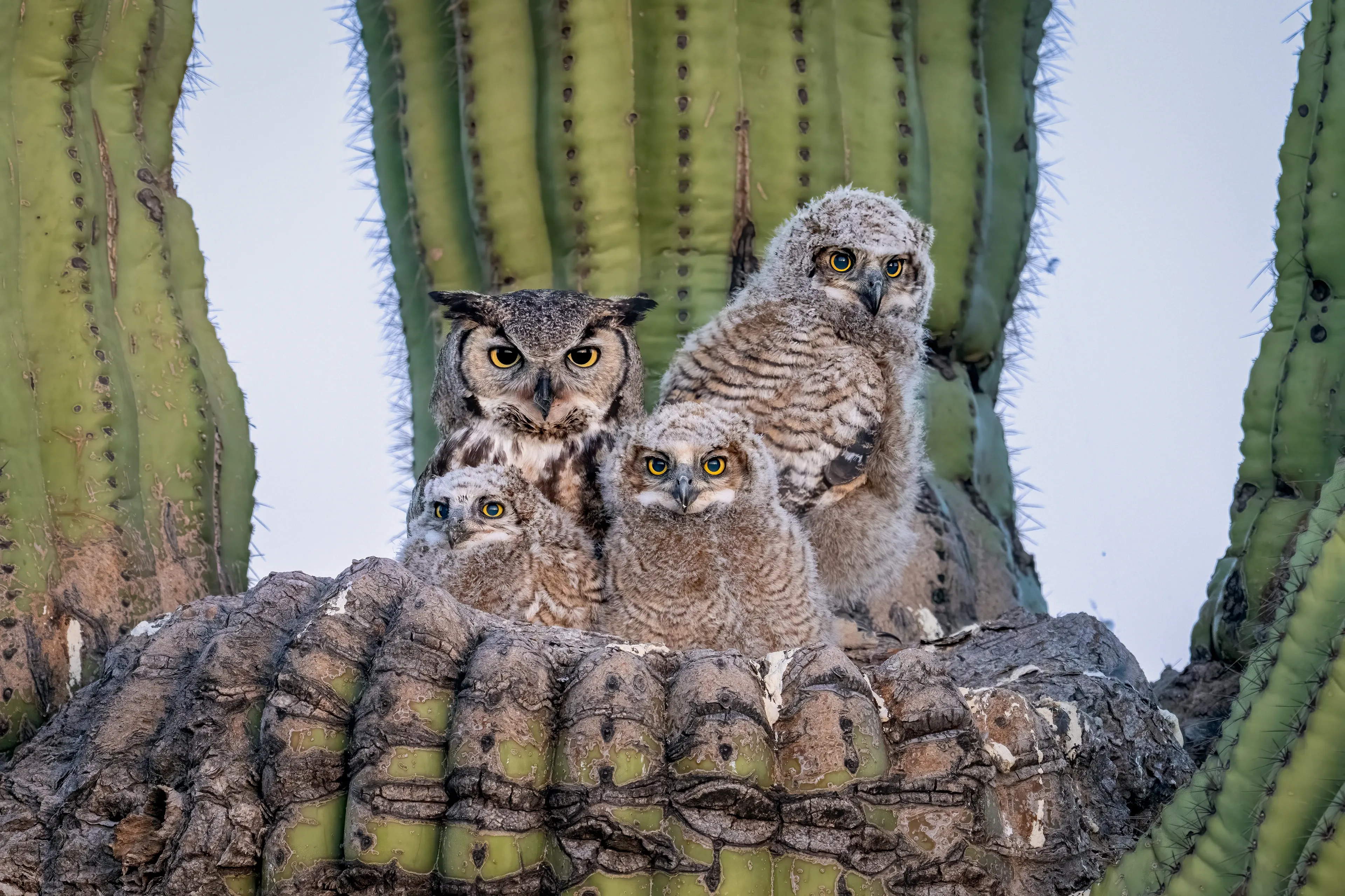 An adult great horned owl sits with three fluffy young owls in the arms of a giant saguaro cactus. They huddle close, staring forward with large yellow eyes, their mottled grey, tan, and brown feathers against the ribbed green cactus.