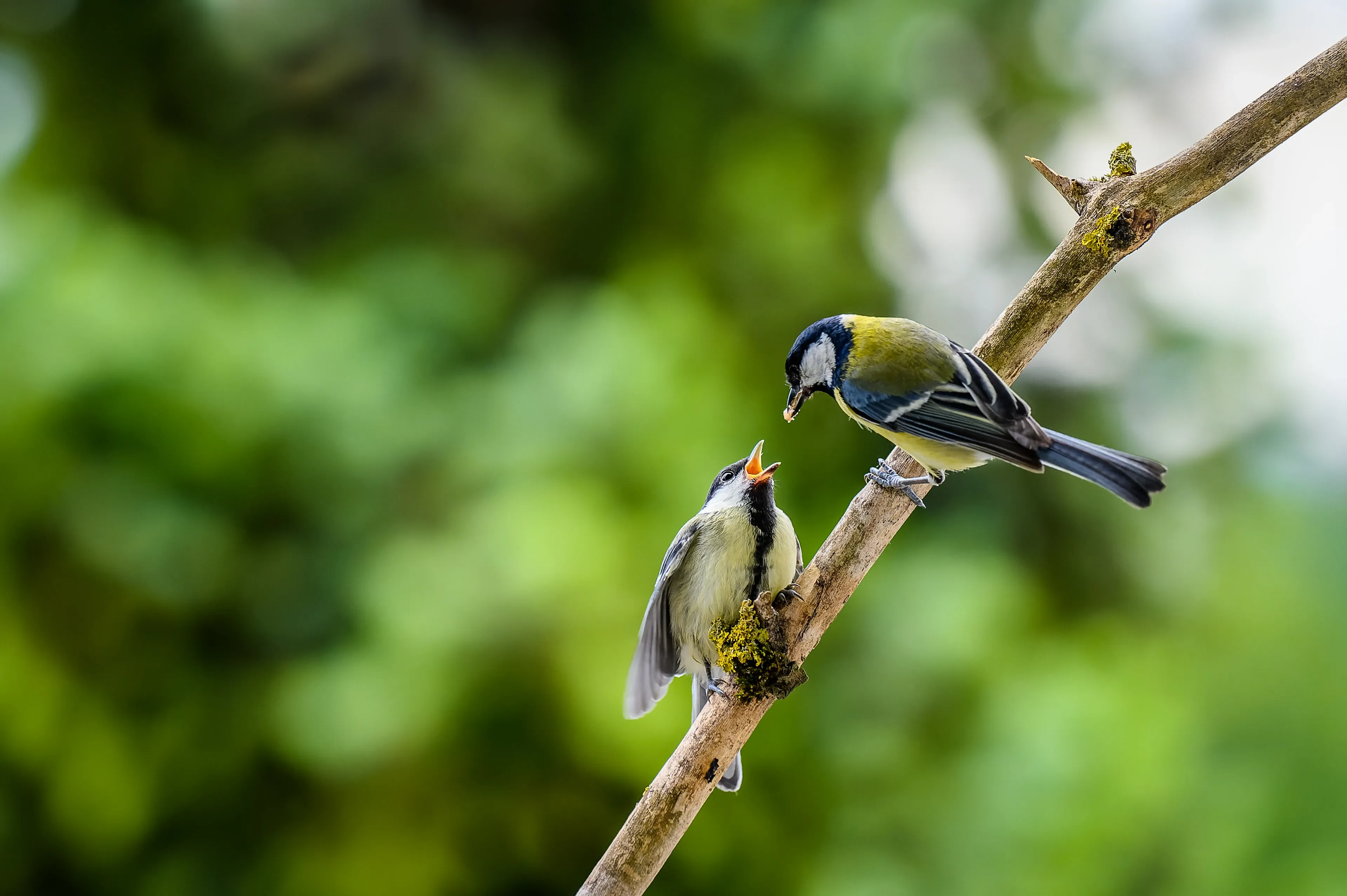 A great tit perches on a diagonal branch to feed a hungry chick with its bright orange mouth stretched wide open. The parent has a black-and-white head and a yellow belly, while the fluffy young bird is pale yellow and grey.