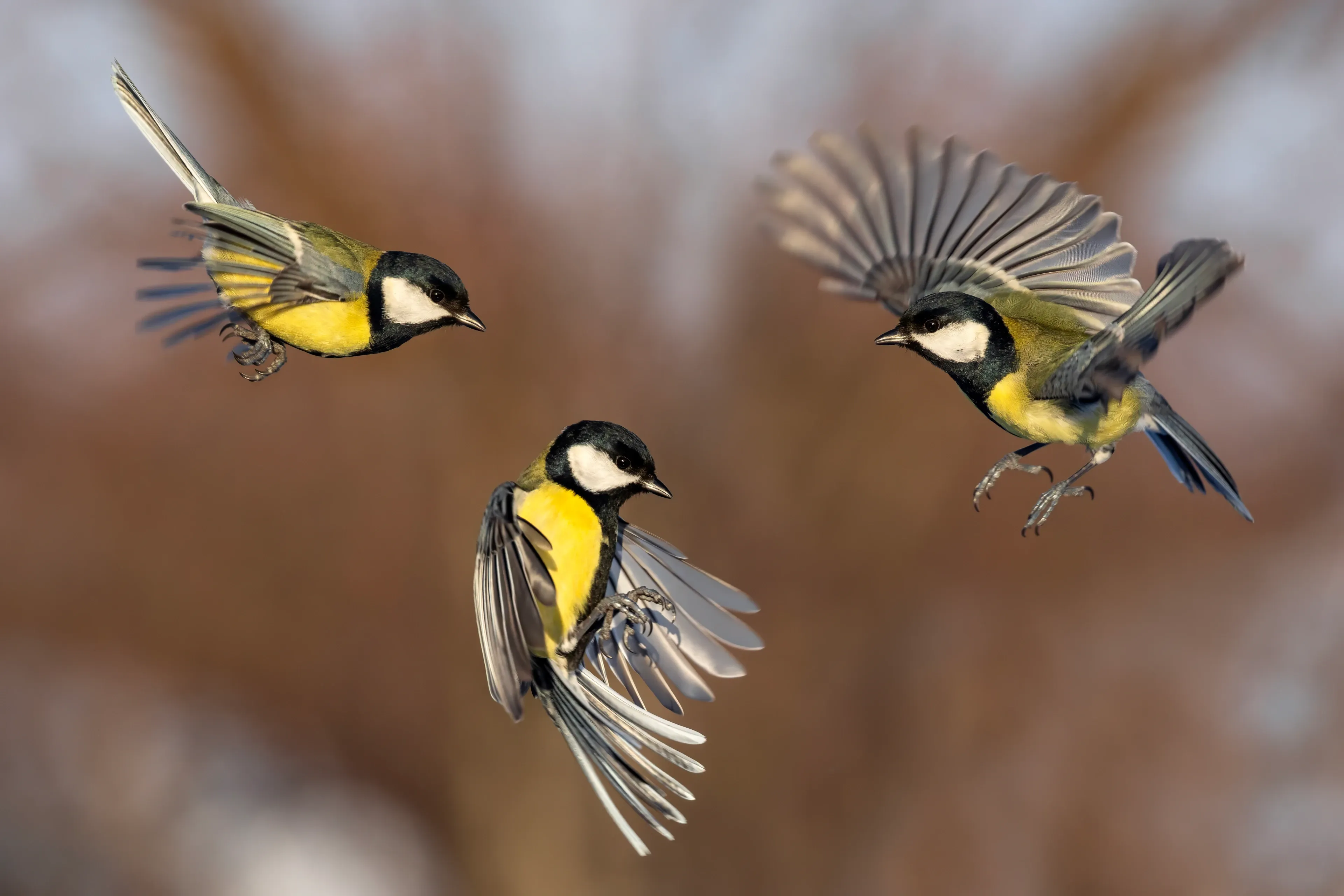 Three great tits flutter through the air against a soft brown background, each in a different pose. Bright yellow chests and black-and-white heads stand out, with olive-green and grey wings spread.