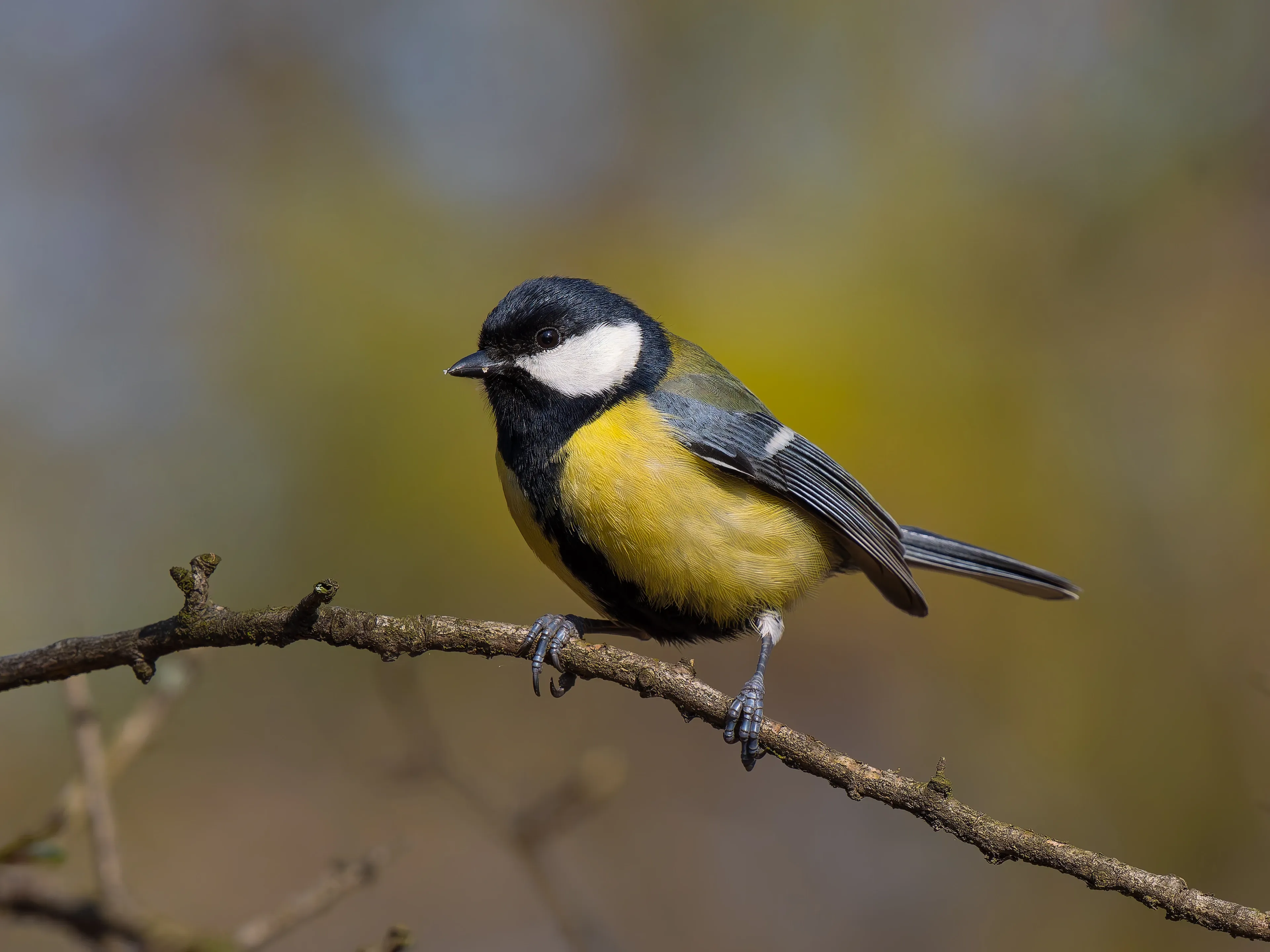 A great tit perches on a thin, bare branch, showing a bright yellow belly split by a black stripe. It has a black head with white cheeks and blue-grey wings against a soft, blurred background.