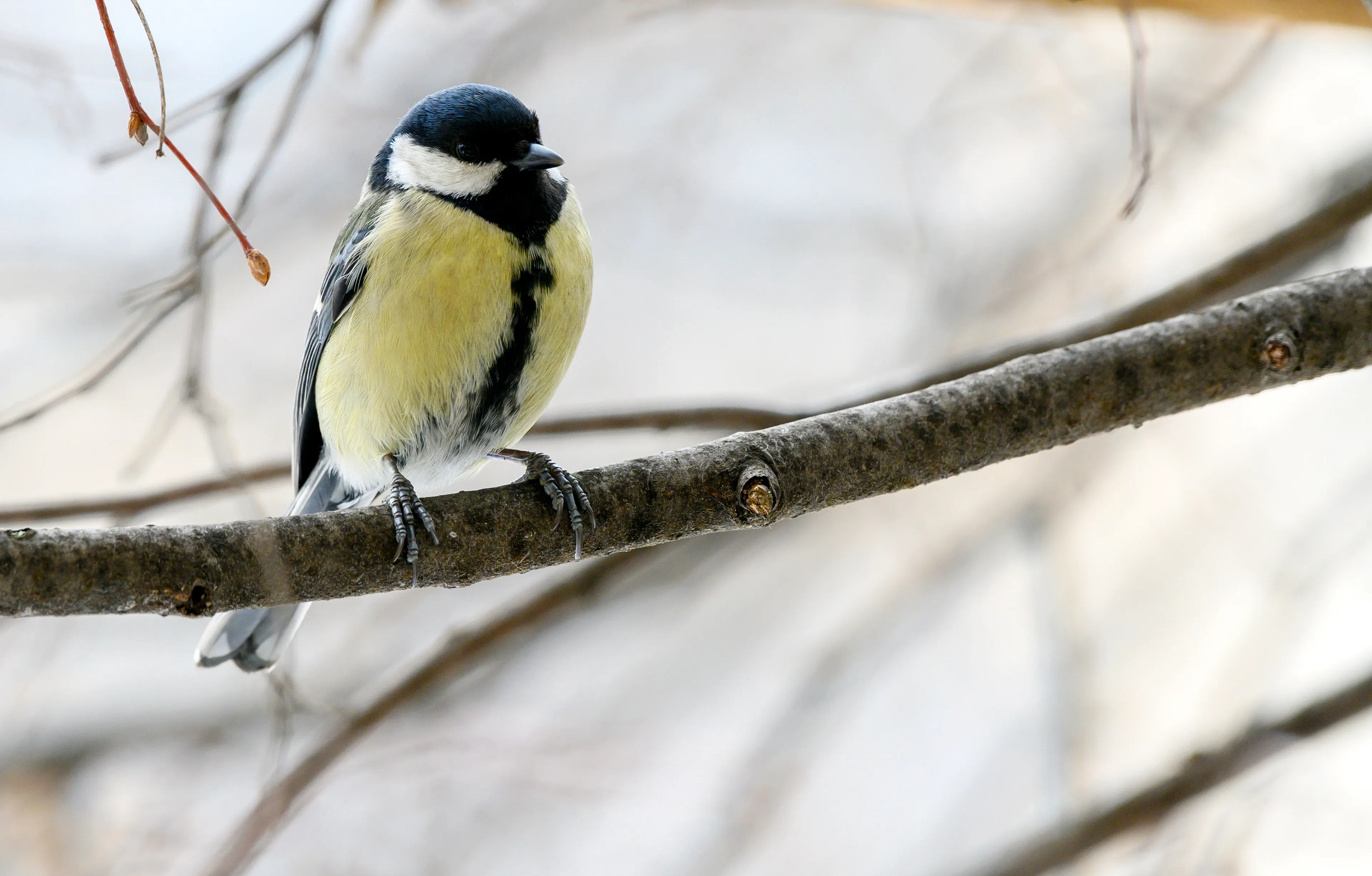 A great tit grips a textured grey-brown tree branch, facing slightly right. A black cap and throat frame bright white cheeks, and a bold black stripe runs down its lemon-yellow chest.