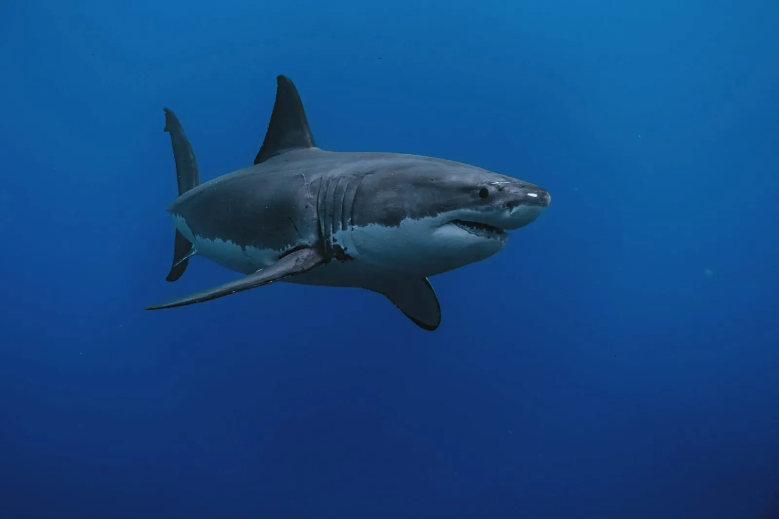 A great white shark gliding through deep blue water, showing its grey back, sharply separated white belly, pointed snout and crescent-shaped tail.