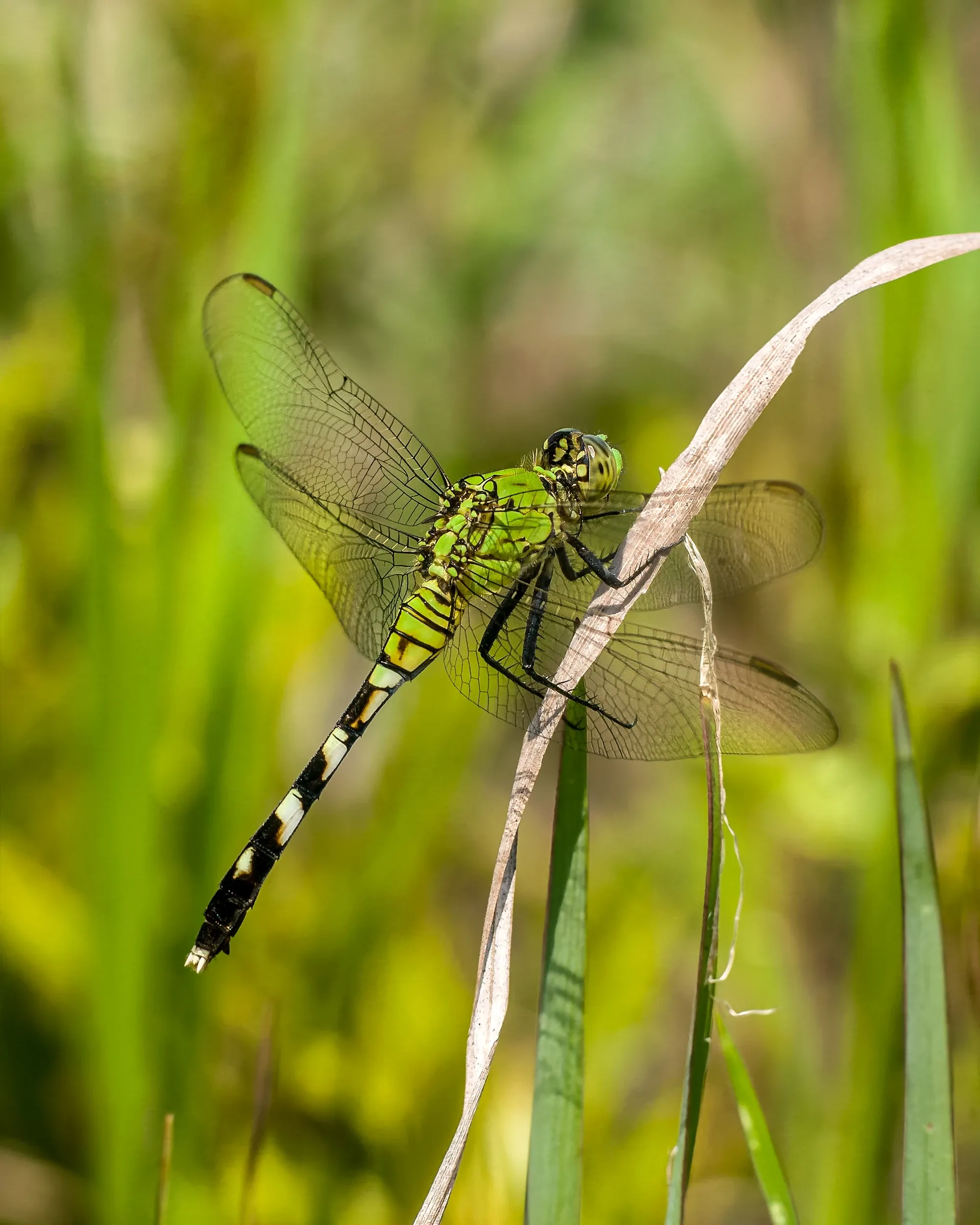 A green darner dragonfly perches on a dry, tan blade of grass in a sunlit meadow. It has a bright lime-green body, clear wings with delicate black veins, and a long tail patterned in black and white.