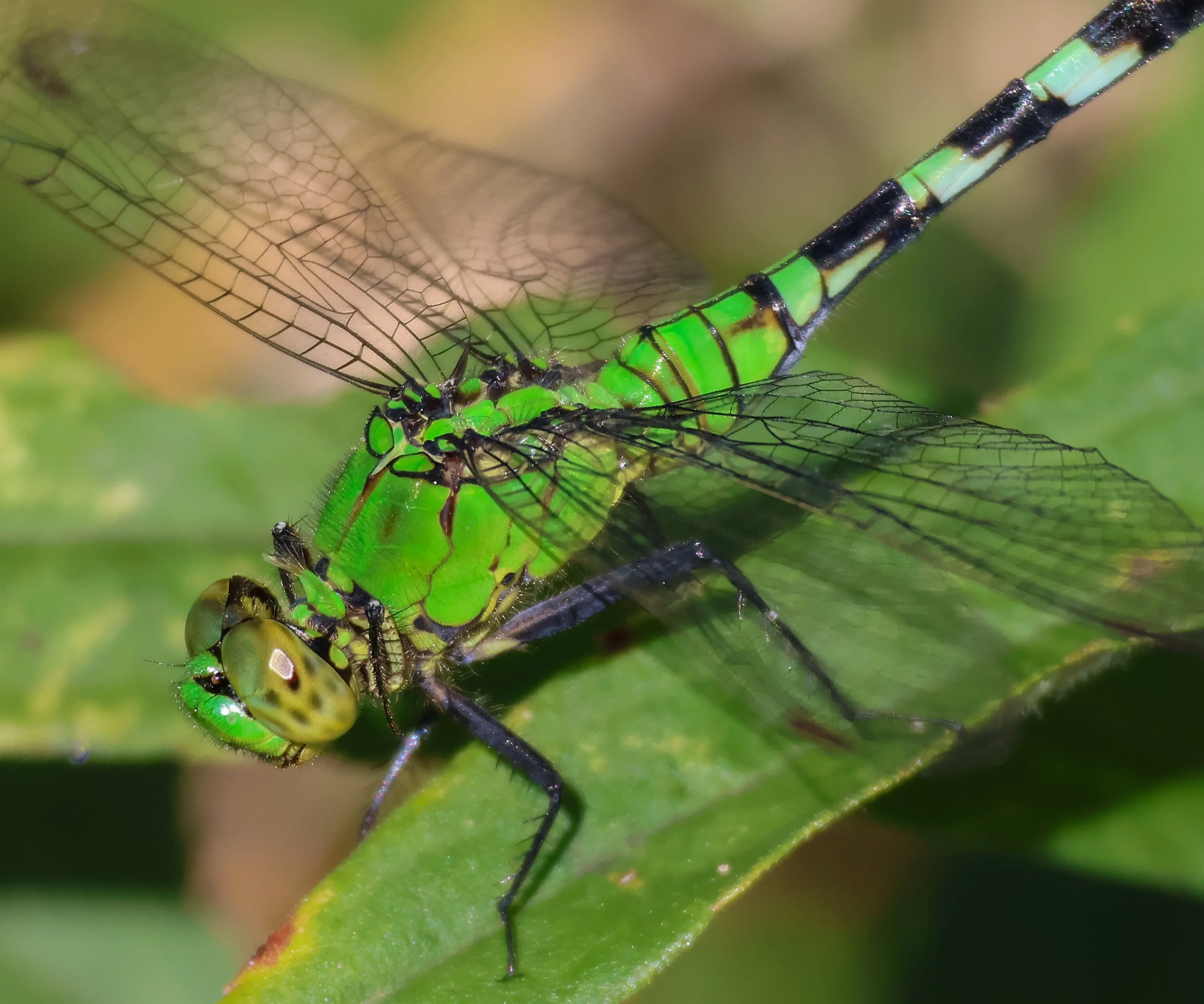 A green darner dragonfly rests on a long green leaf with four clear, netted wings spread across it. Its thorax and head are vivid neon green, with large yellowish-green eyes and a slender abdomen of green and black segments.