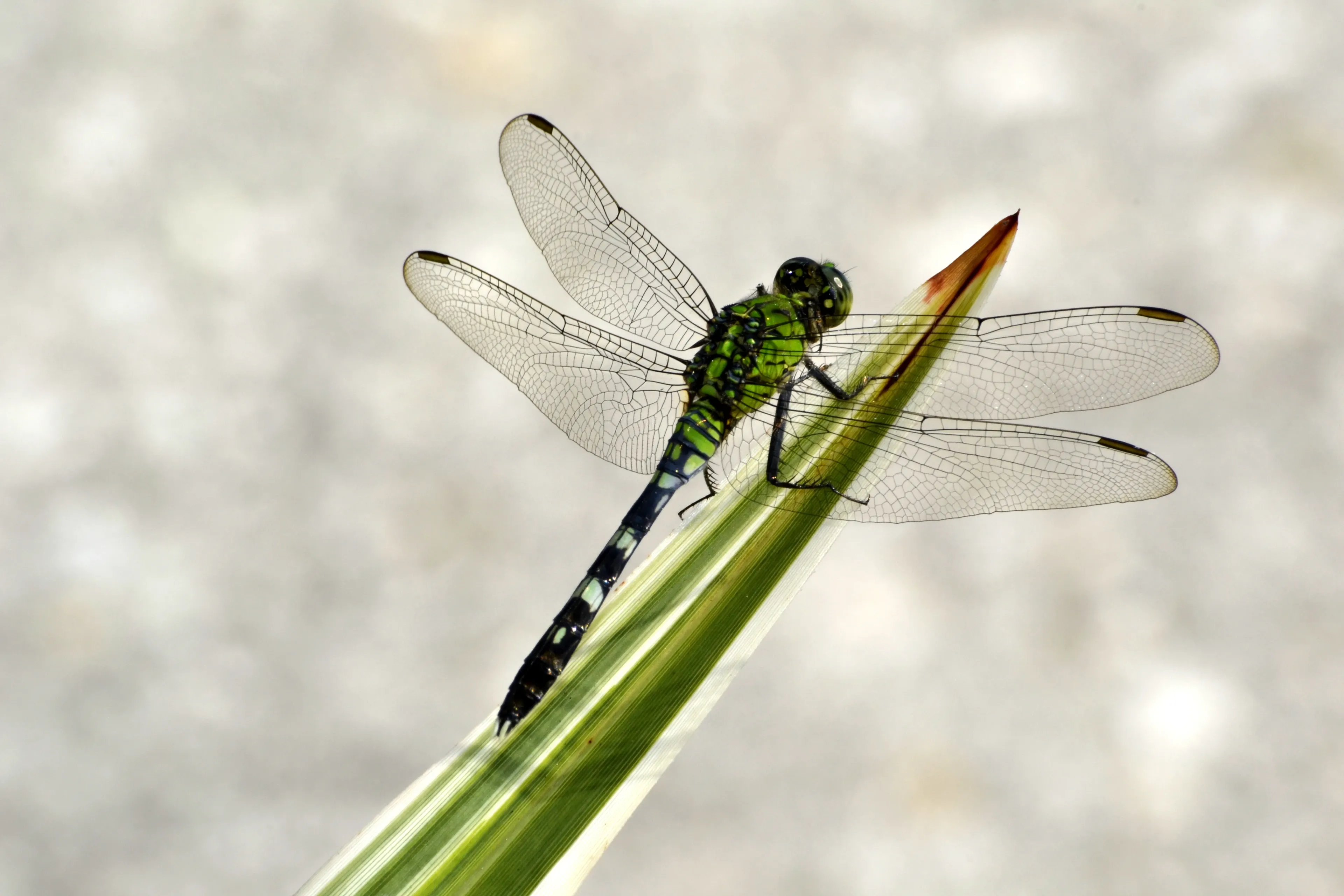 A green darner dragonfly perches on a long, light-green leaf with its four clear, netted wings spread wide. Its middle is bright lime green, and its long thin tail is black with small white spots.