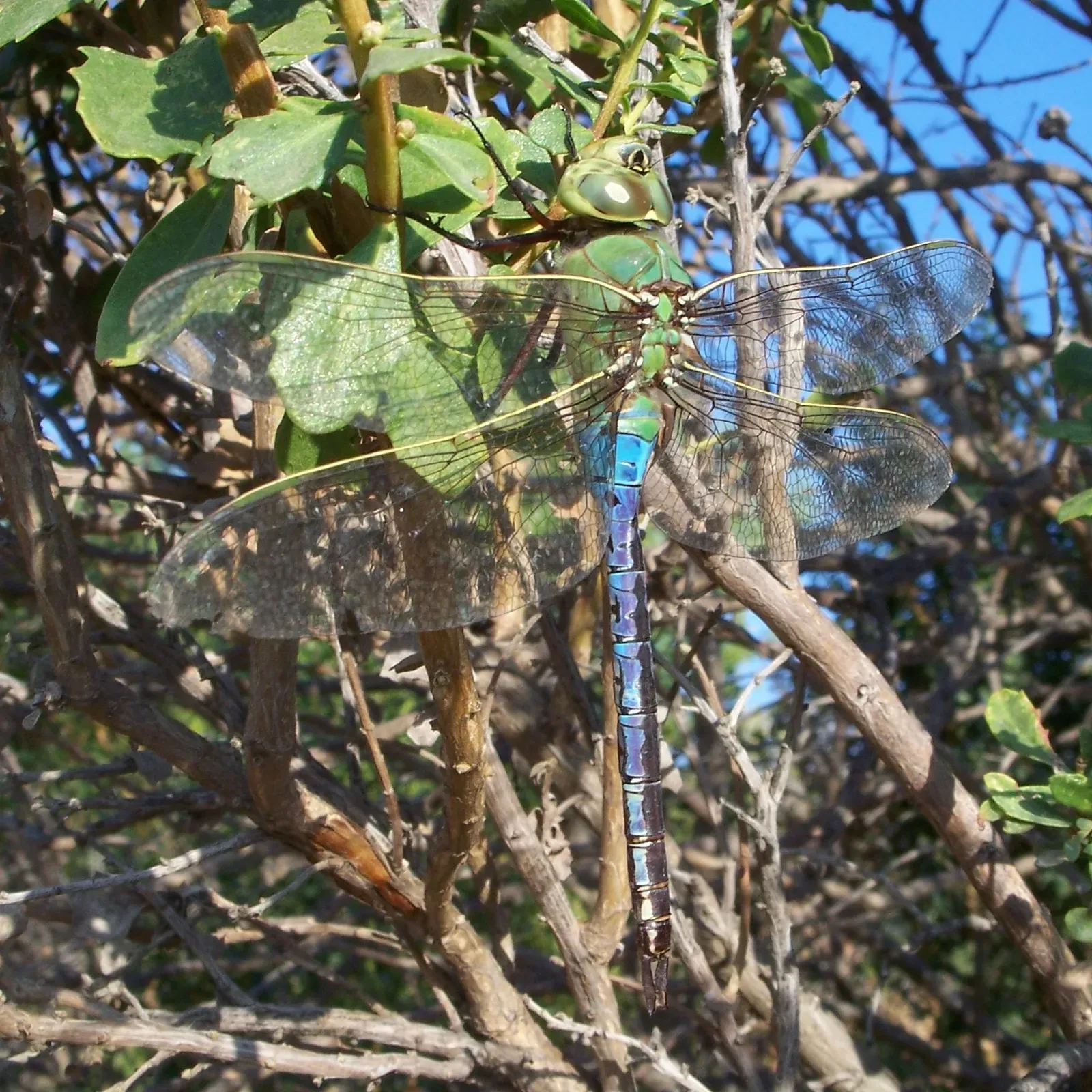 A male common green darner dragonfly perched on twigs, showing its bright green thorax, blue abdomen and clear outstretched wings.