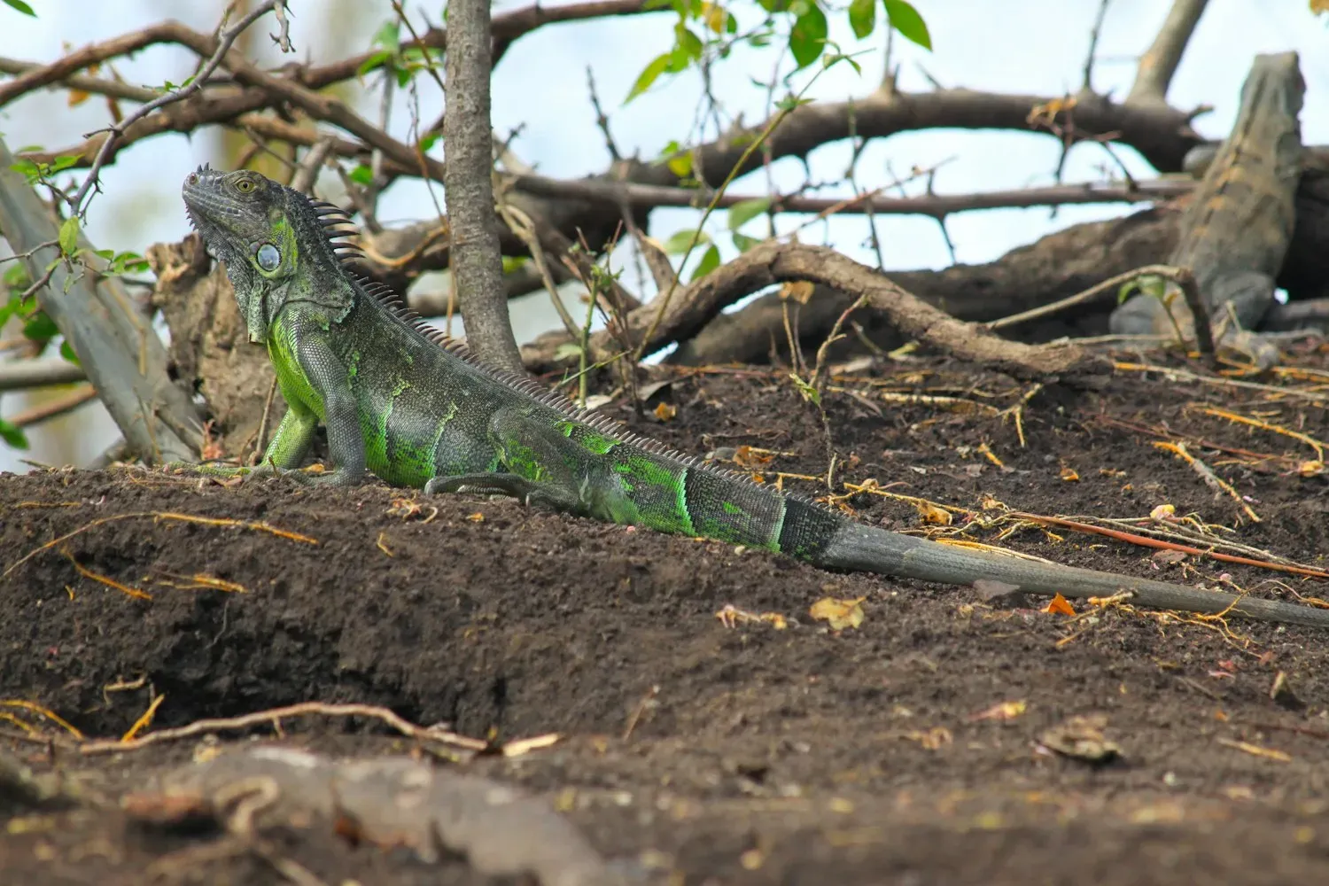 A green iguana with a spiny crest along its back and a banded tail basking on bare ground.