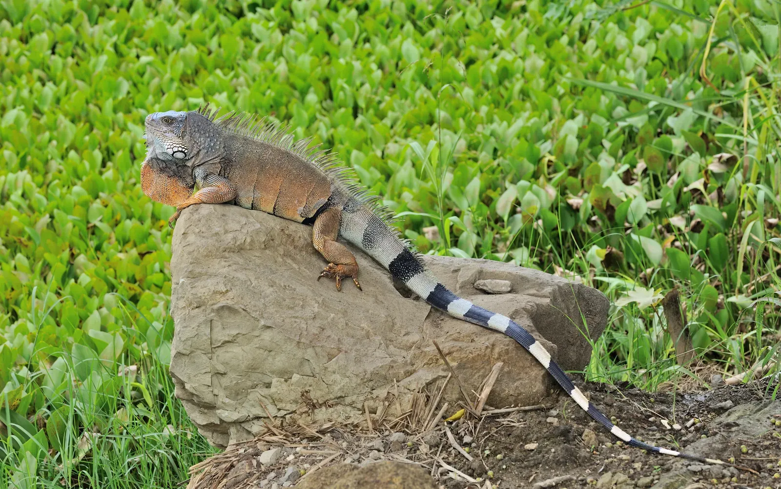 A wild male green iguana with a tall spiny crest, orange dewlap, and banded tail perched on a rock among green plants.