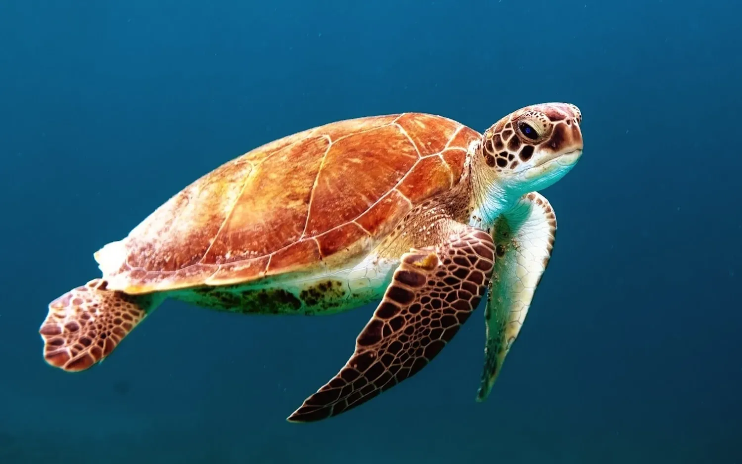 A sea turtle with a brown patterned shell and flippers gliding through deep blue water.
