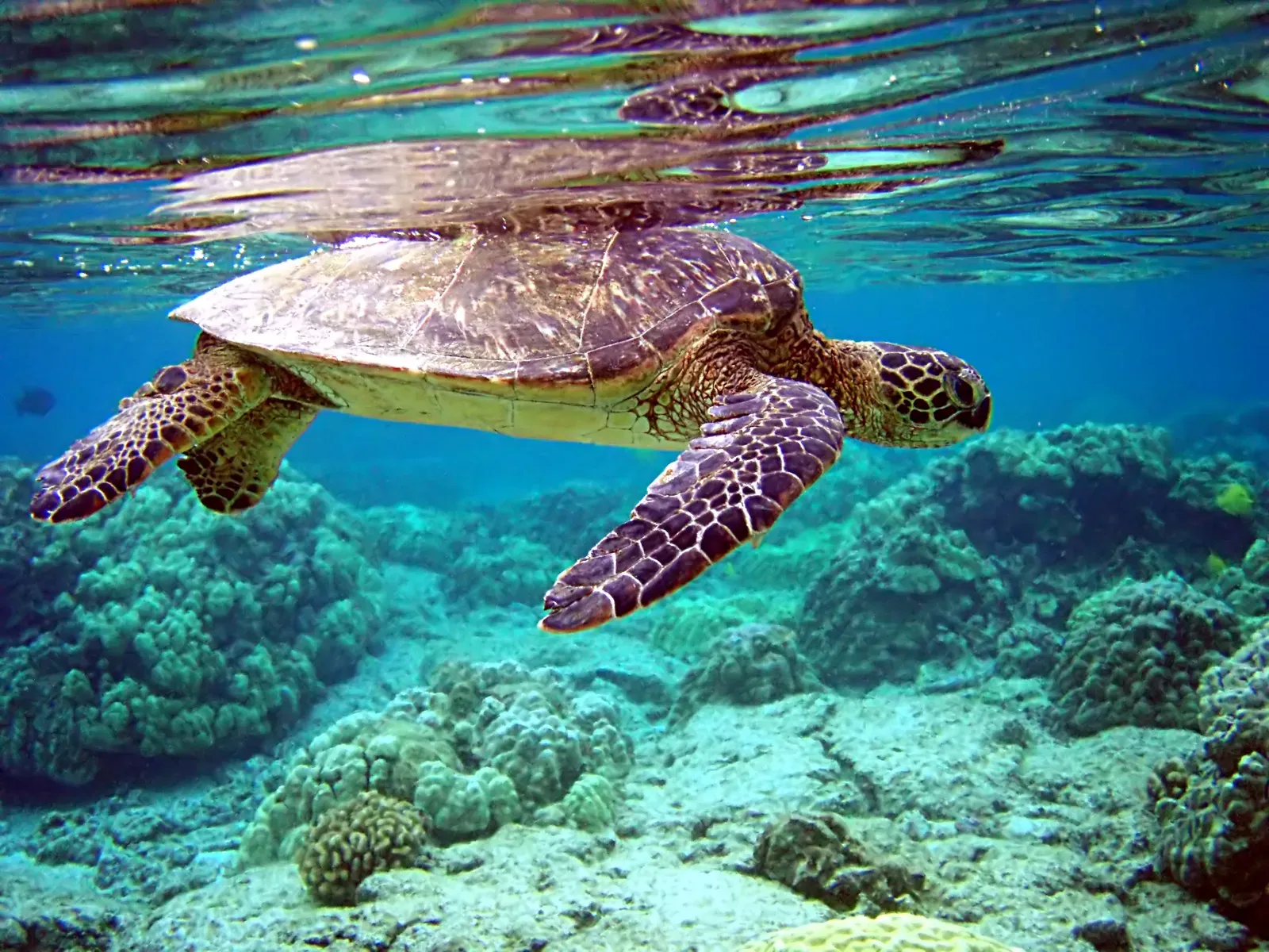 A green sea turtle swimming just below the water's surface above a coral reef.