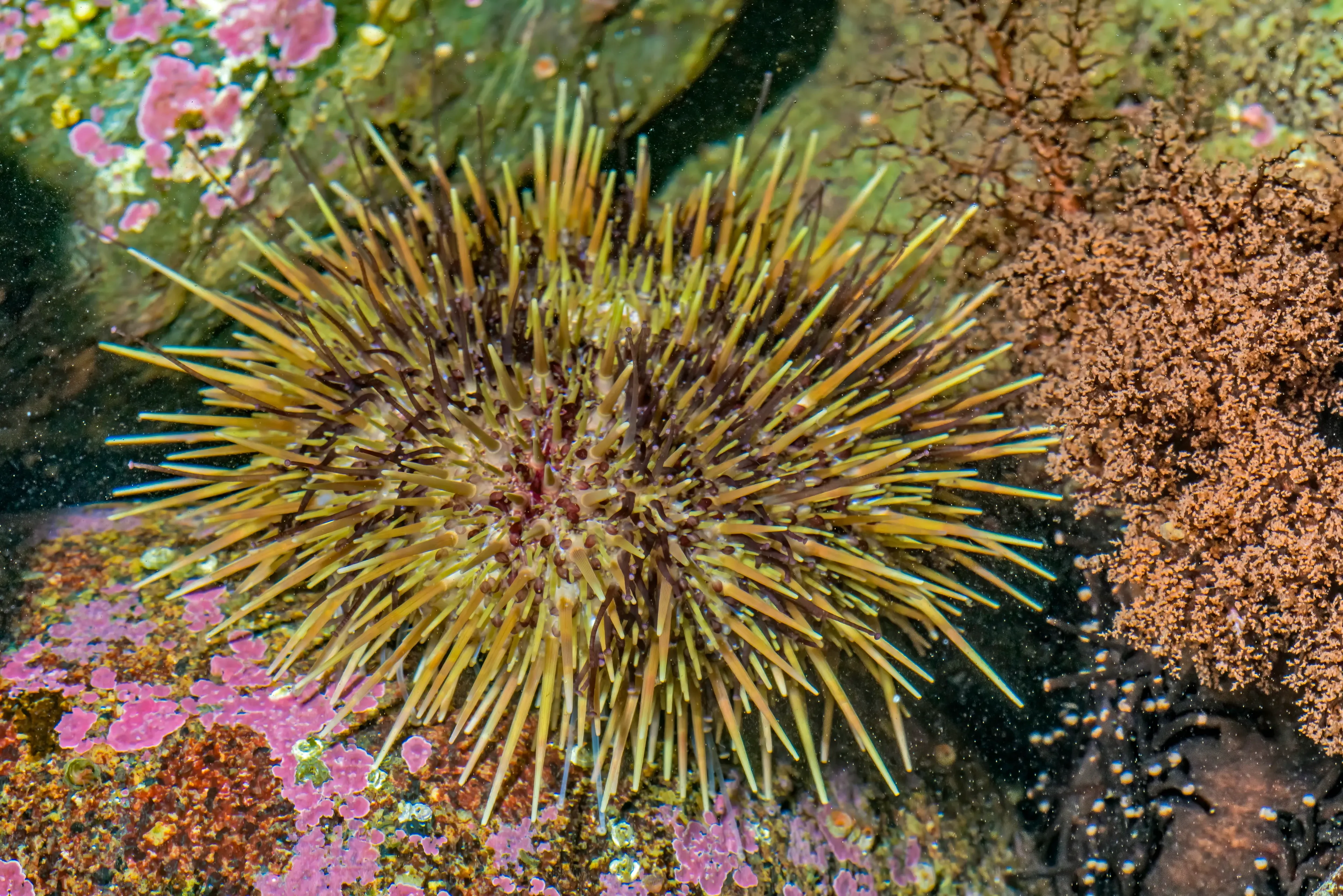 A green sea urchin rests on the rocky seafloor, a round body covered in long, thin spines of pale yellow and light green. Nearby rocks are splotched with bright pink and purple algae.