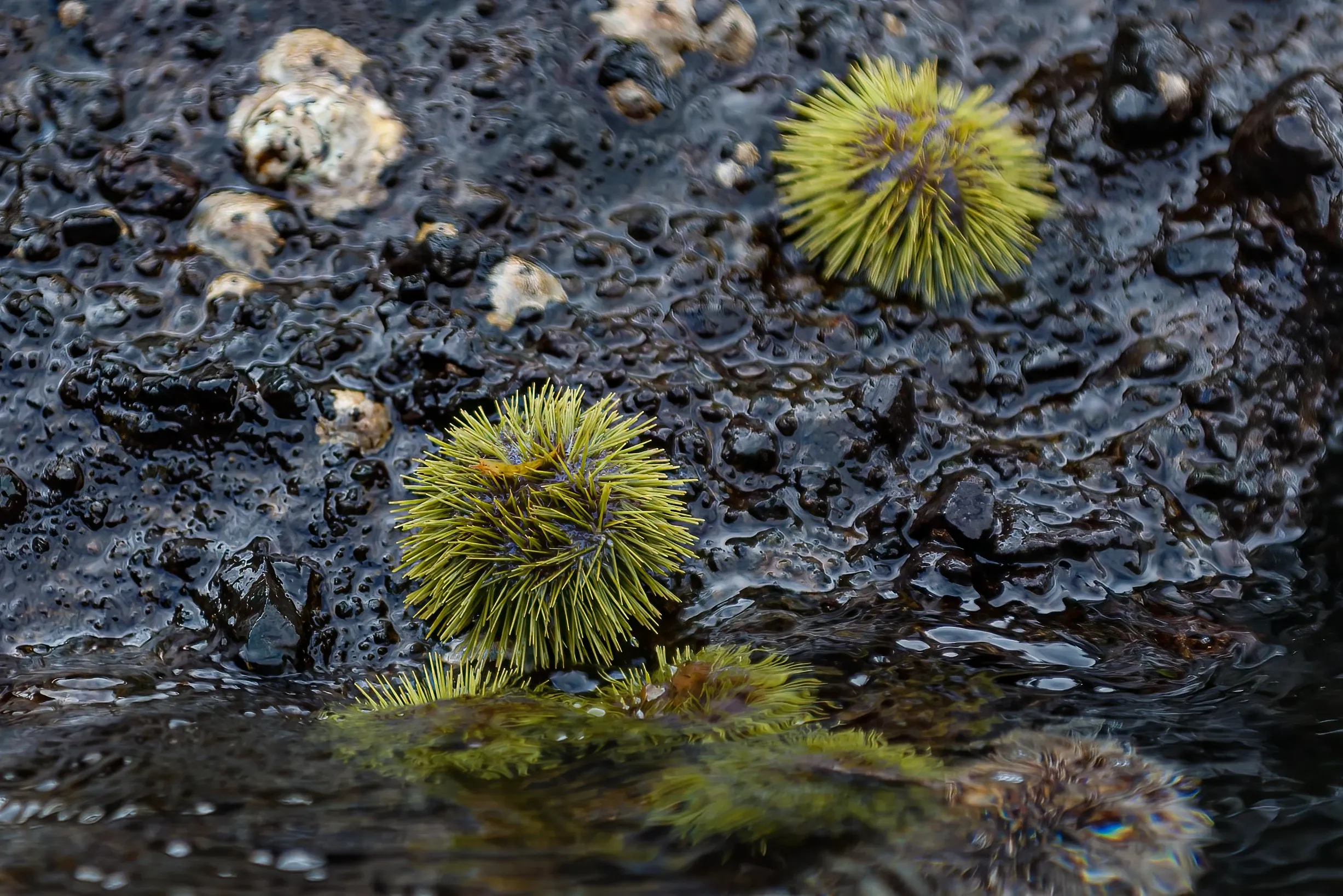 Two lime-green sea urchins sit on dark, wet rocks beside a pool of water. Each round body is covered in thin yellowish-green spines, with small white barnacles scattered across the glistening black rocks.