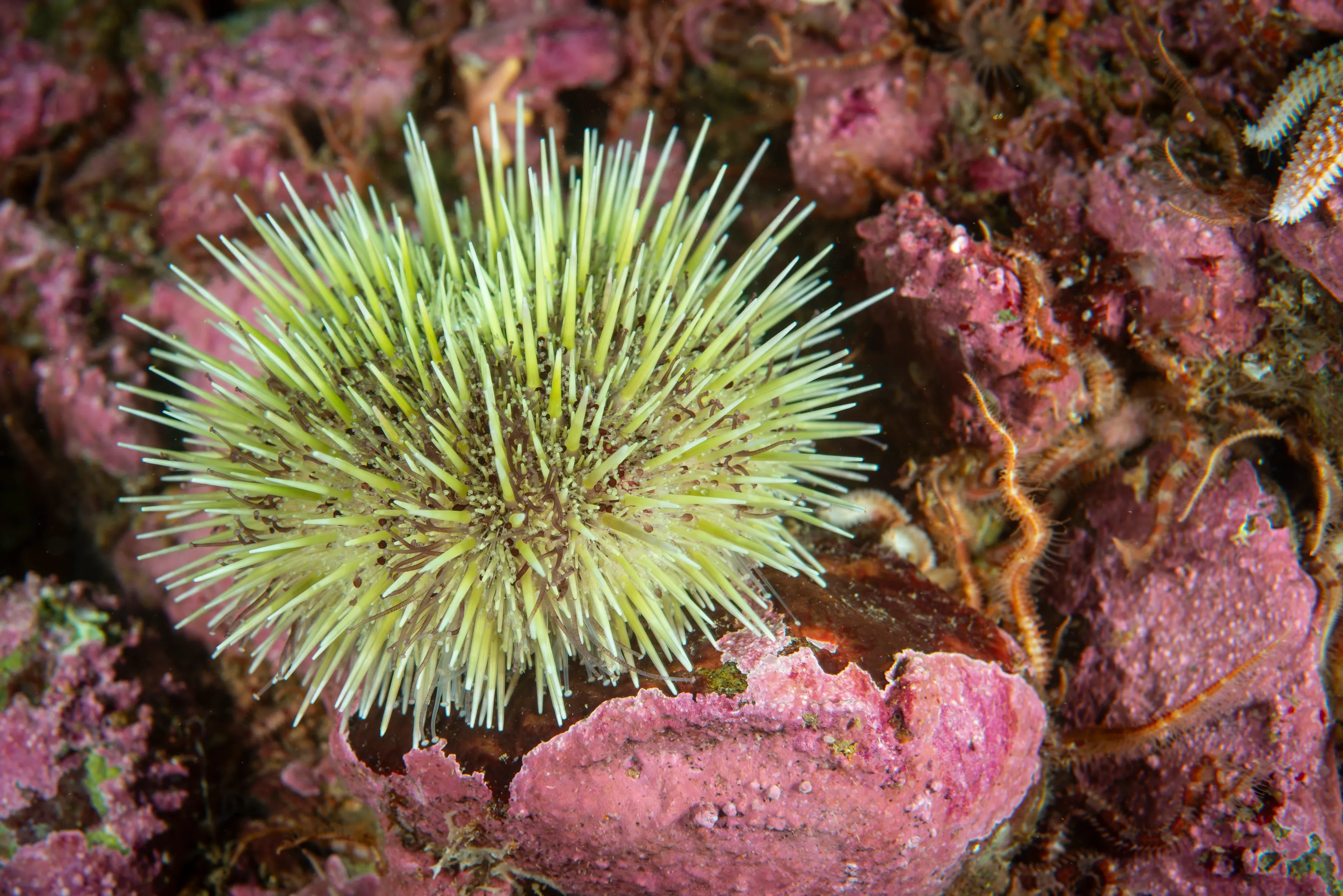 A green sea urchin sits on a bumpy underwater rock crusted with bright pink and purple. Hundreds of long, thin lime-green spines point out in every direction like a cushion of pins.