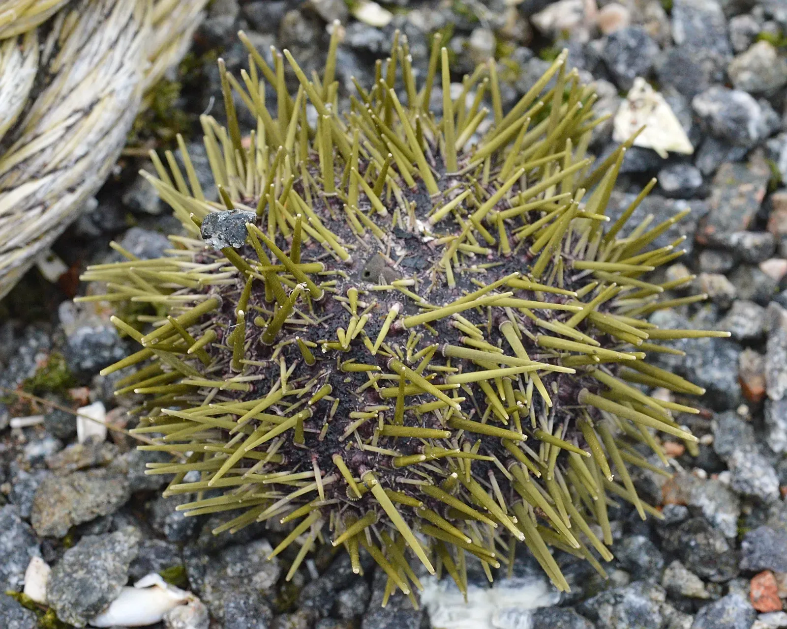 A living green sea urchin resting on wet gravel, a round shell packed with pale green spines pointing in every direction.