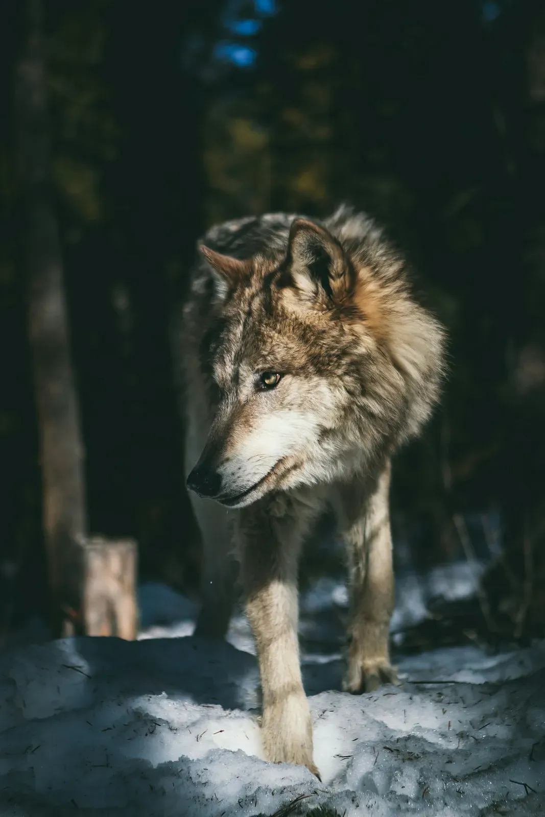 A grey wolf with grizzled grey-and-tan fur and pale eyes walking through a snowy forest.