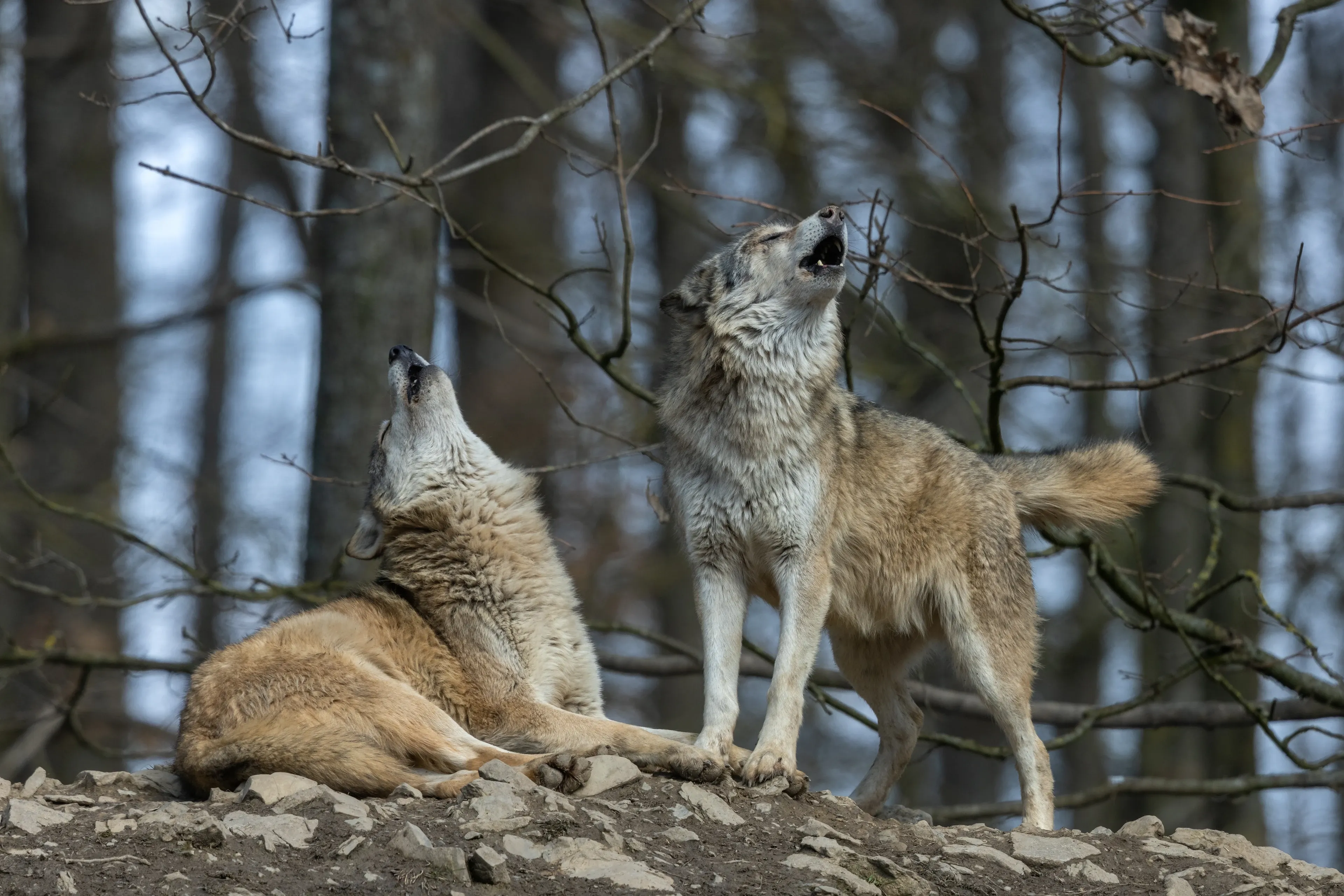 Two grey wolves howling together on a rocky mound, heads tilted back, against a soft-focus winter forest of bare branches.