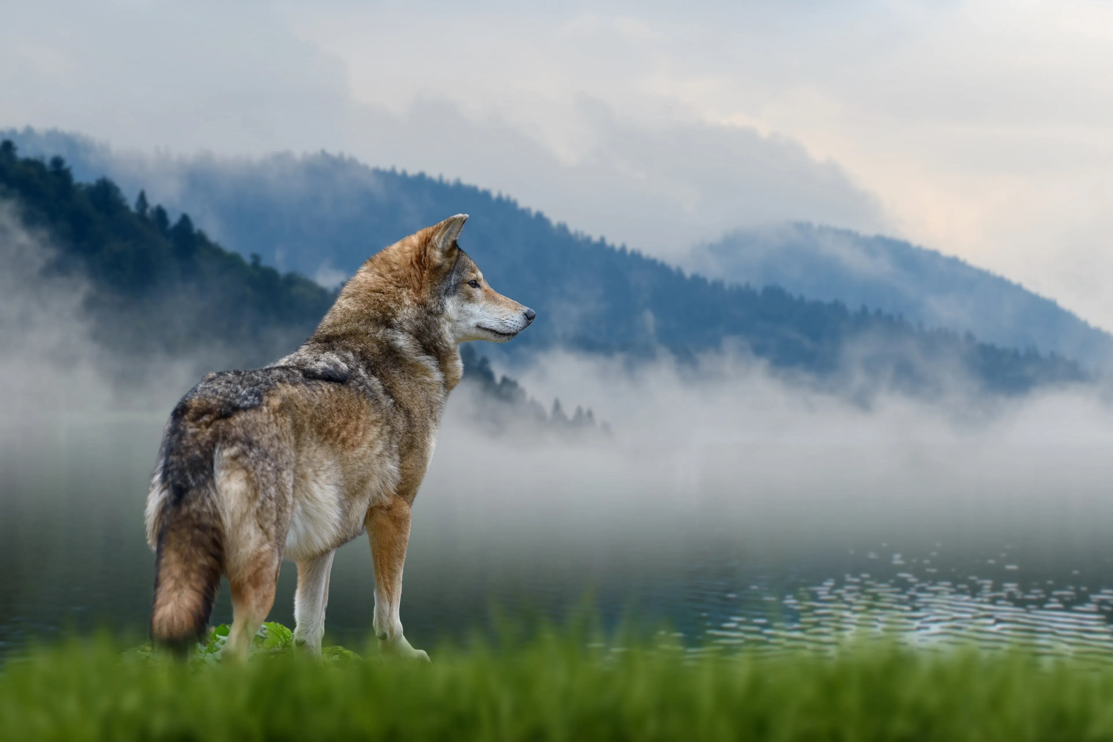 A grey wolf standing in profile on a grassy bank beside a misty mountain lake, with forested peaks rising through low fog.