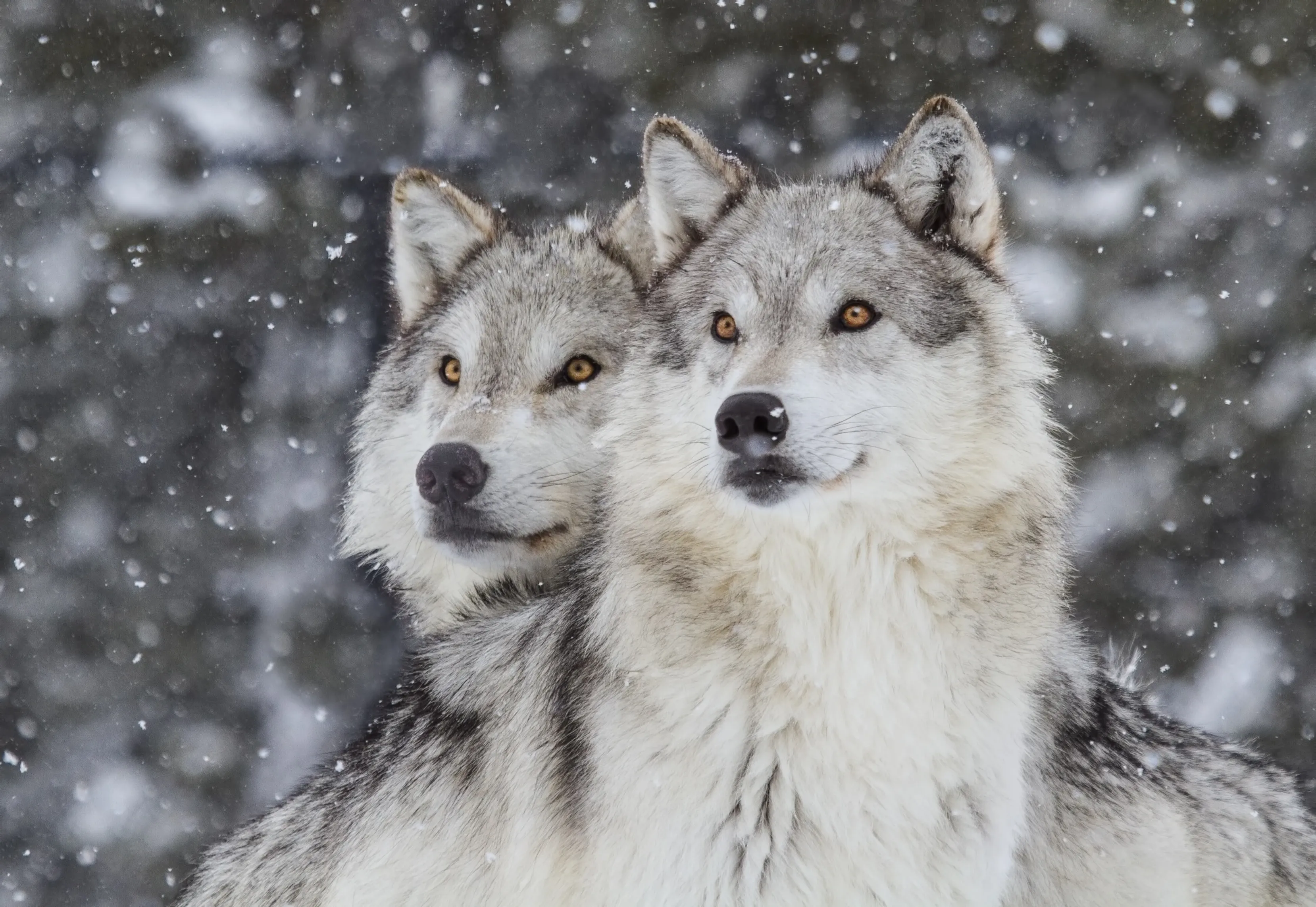 Close-up of two grey wolves huddled together in falling snow, thick winter coats and amber eyes against a blurred forest backdrop.
