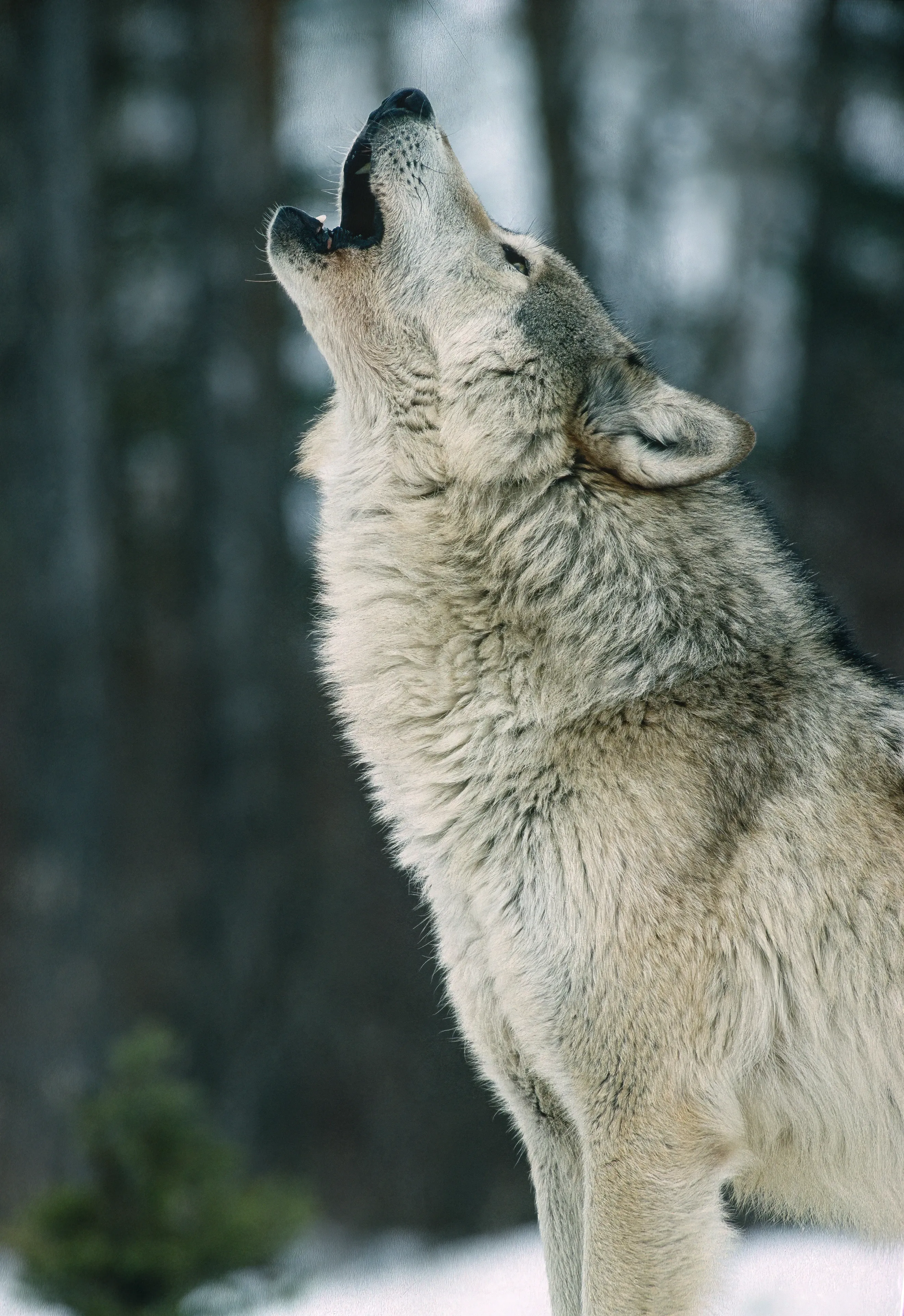 Vertical close-up of a grey wolf howling with its head tilted back, thick mottled grey-and-cream winter coat against a blurred forest.