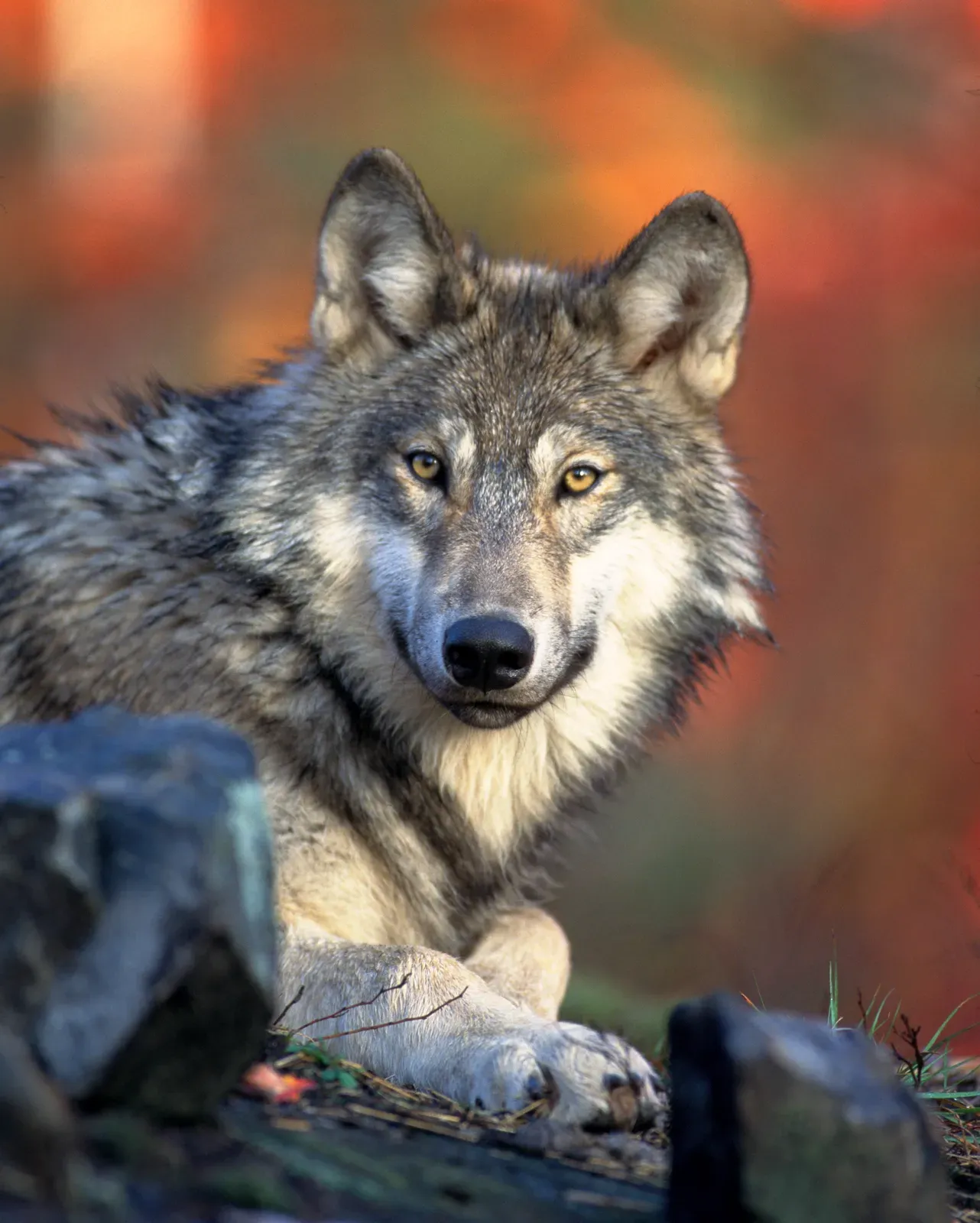 A grey wolf facing the camera with grizzled grey fur, pale eyes, and upright ears.