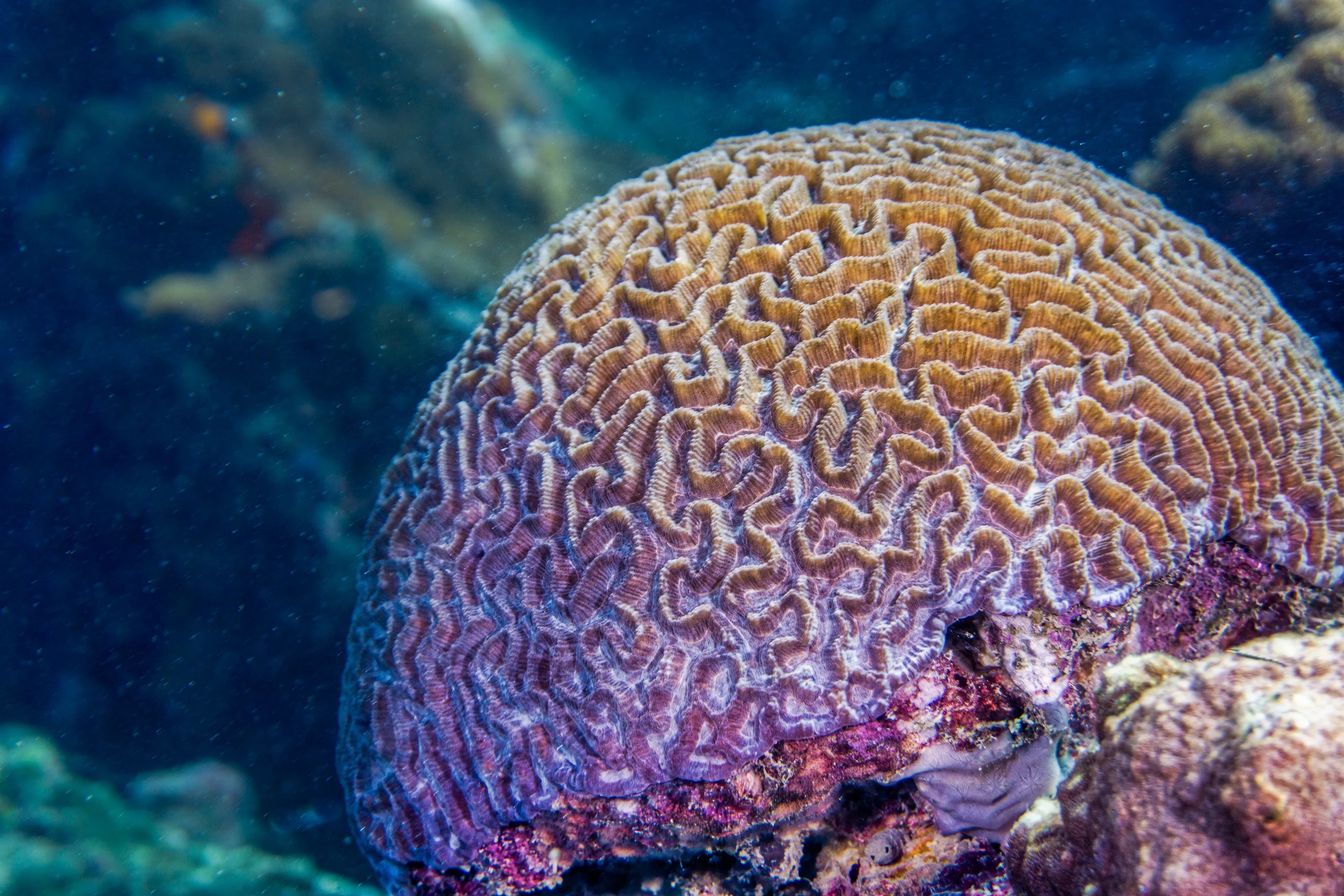 A large, dome-shaped grooved brain coral sits on the ocean floor, covered in a winding maze of tan ridges. Hints of purple and pink show near the base against deep blue water.
