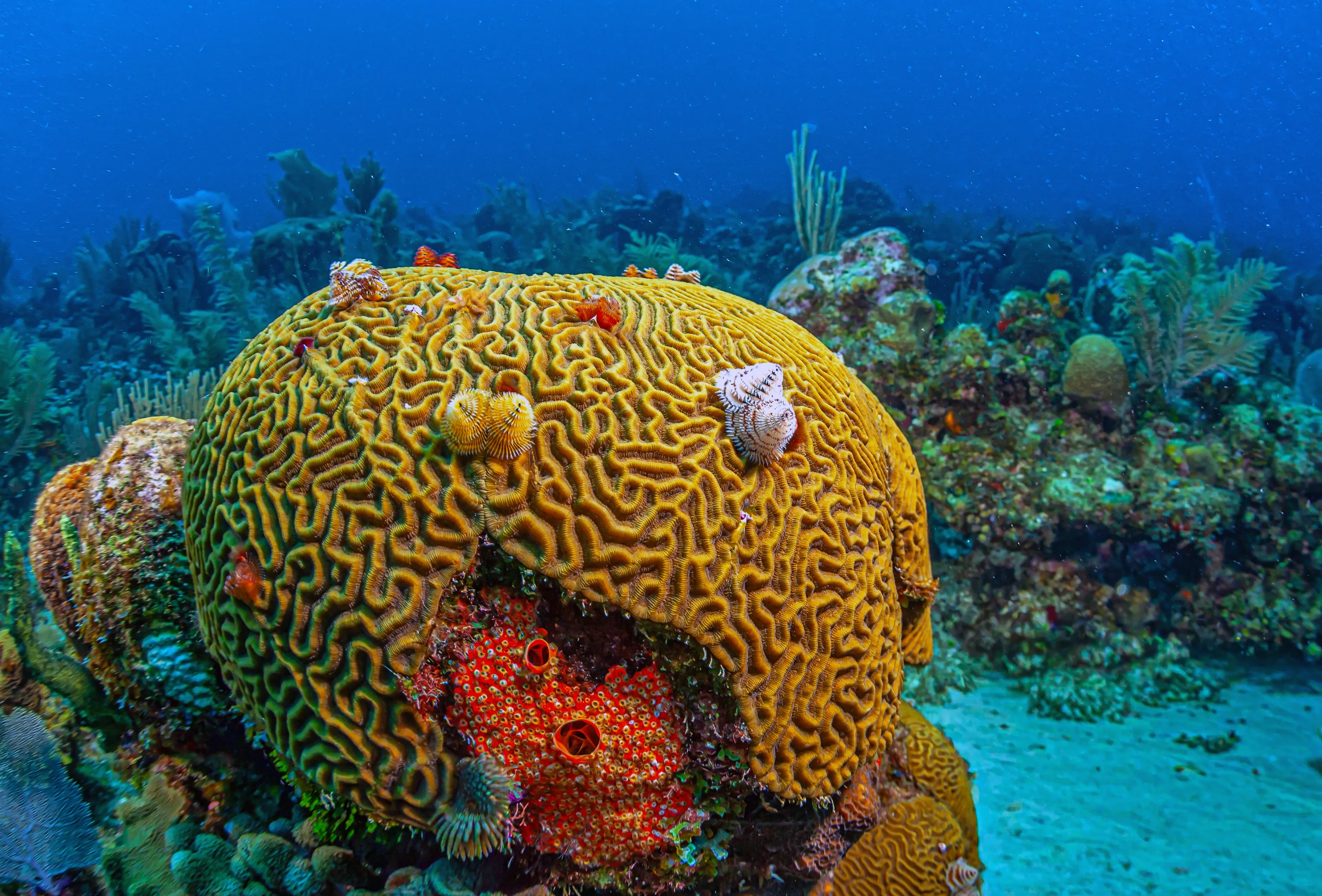 A large, golden-yellow grooved brain coral sits on the seafloor, covered in wiggly maze-like ridges. A break in its rounded surface shows a bright red, bumpy sponge tucked inside, with blue water and other reef plants around it.