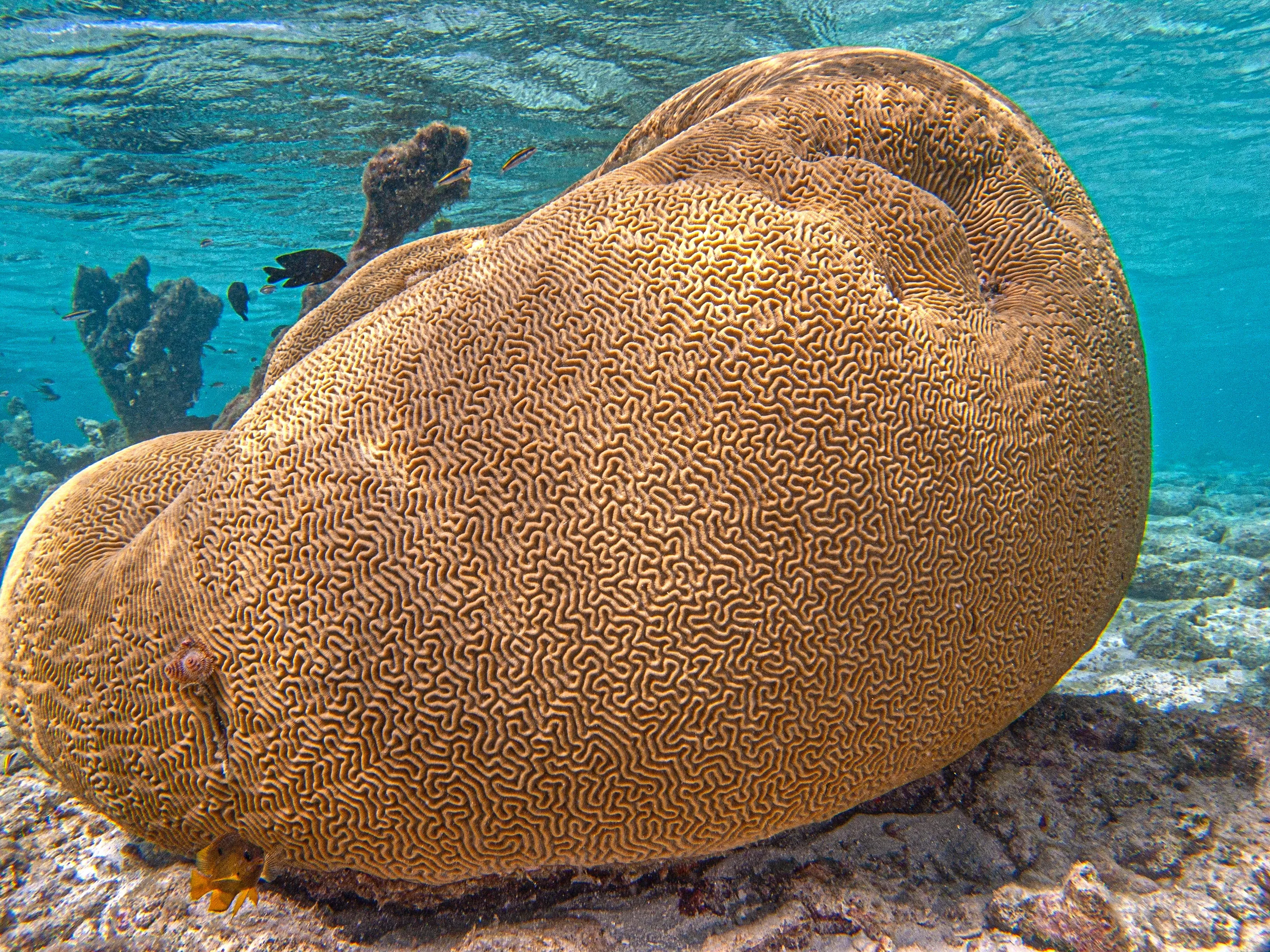 A boulder-shaped grooved brain coral rests on a rocky, sandy seabed in clear turquoise water. Warm tan ridges wind across its surface, with sunlight shimmering above and small dark fish swimming nearby.