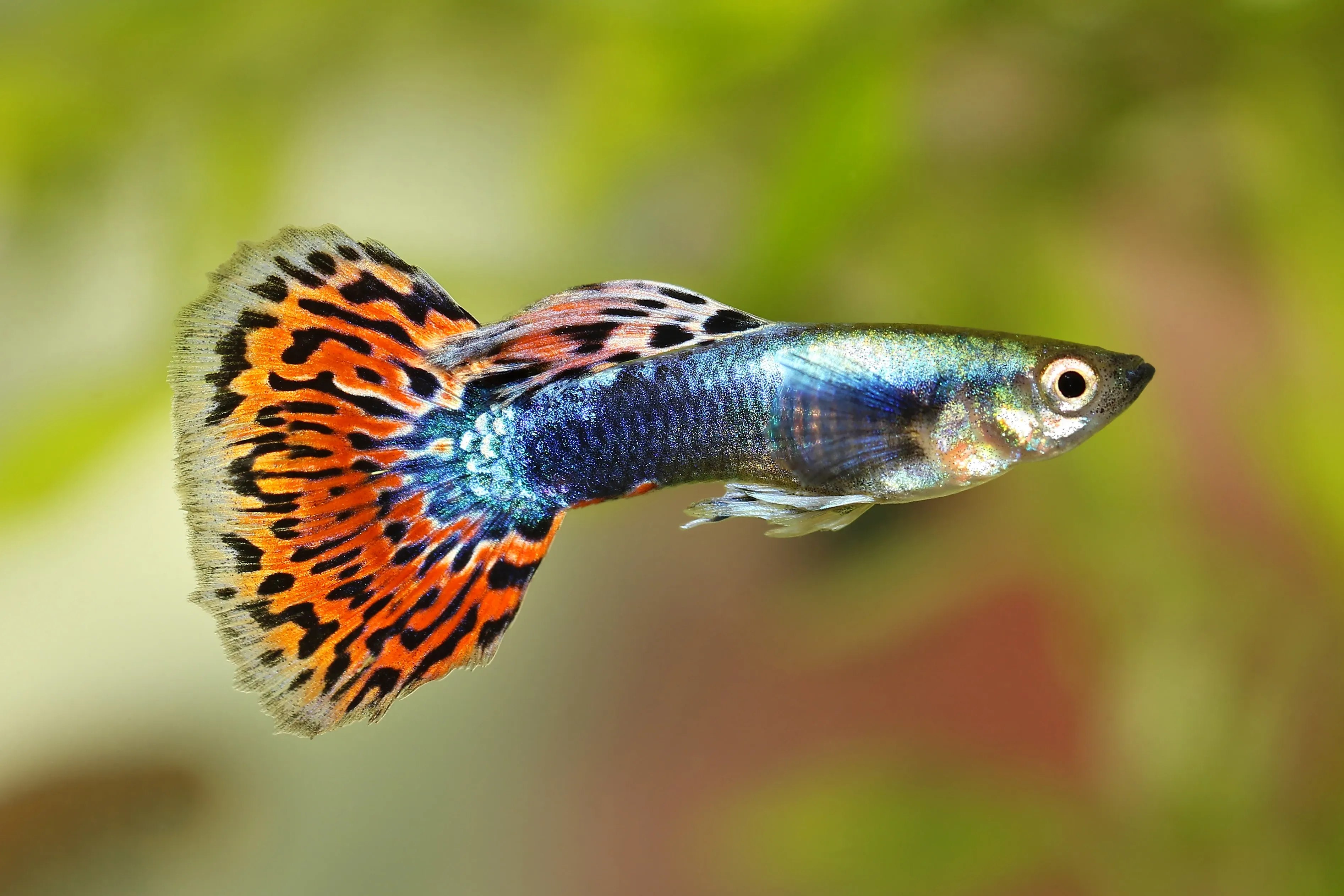 A guppy swims in side view through the water, with a shimmering silver-and-blue body. Its large fan-shaped tail and top fin are bright orange, patterned with black spots and wavy lines, against blurry green and brown plants.