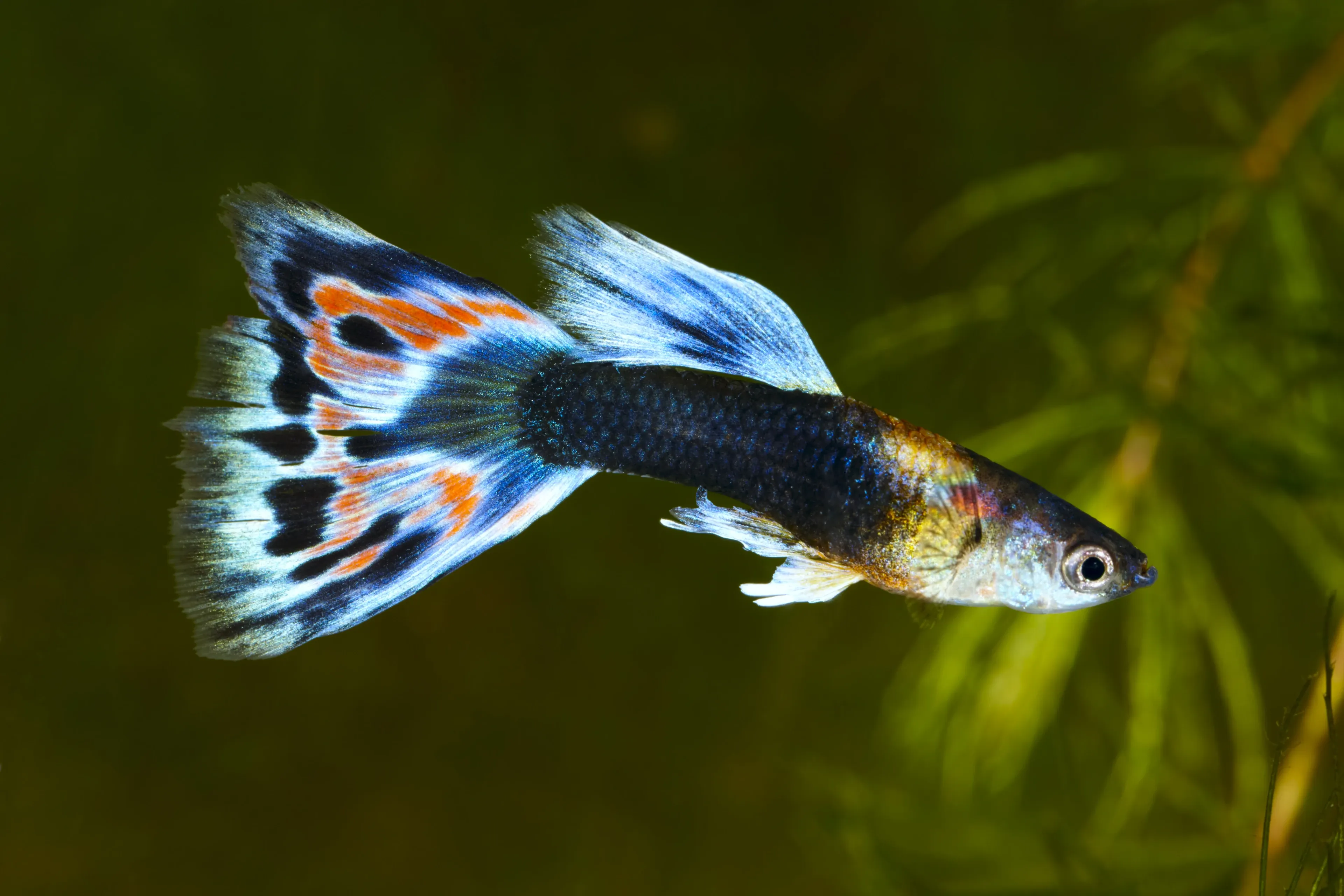 A colourful guppy swims through green water past soft leafy plants. It has a shimmering silver head, a dark body, and a large fan-shaped tail with bright orange spots and light blue patterns.