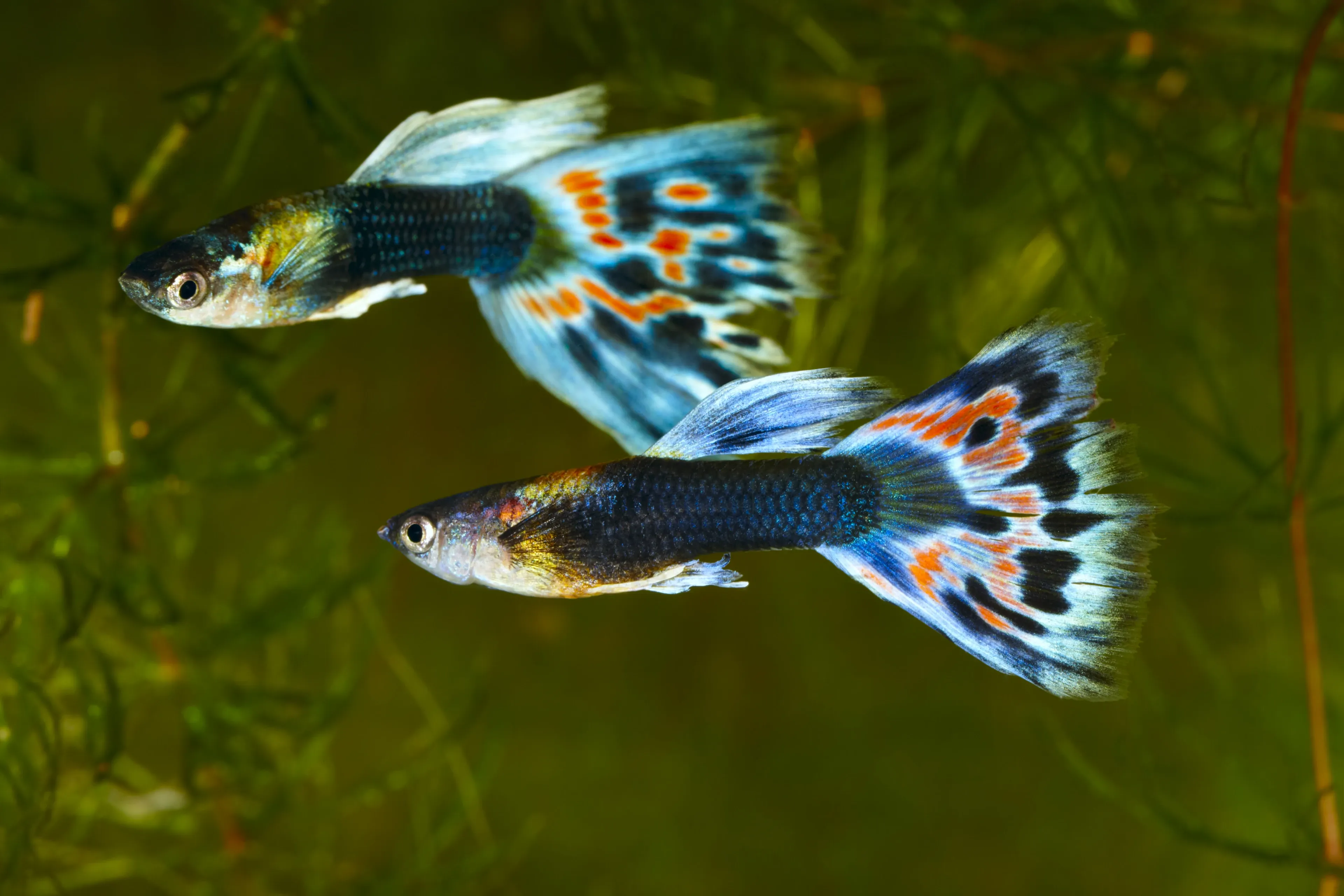 Two guppies swim past green aquatic plants, showing long flowy fins. Their dark blue bodies shimmer with gold near the head, and their wide fan-shaped tails are light blue with bright orange and black spots.