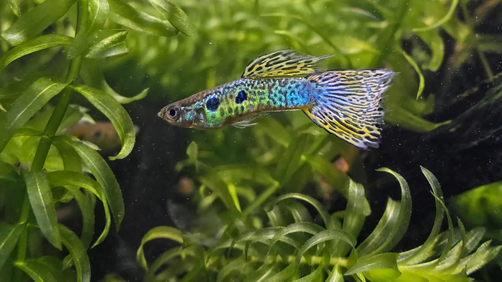 A small male guppy with a bright green-and-orange patterned tail and body, swimming in clear water.