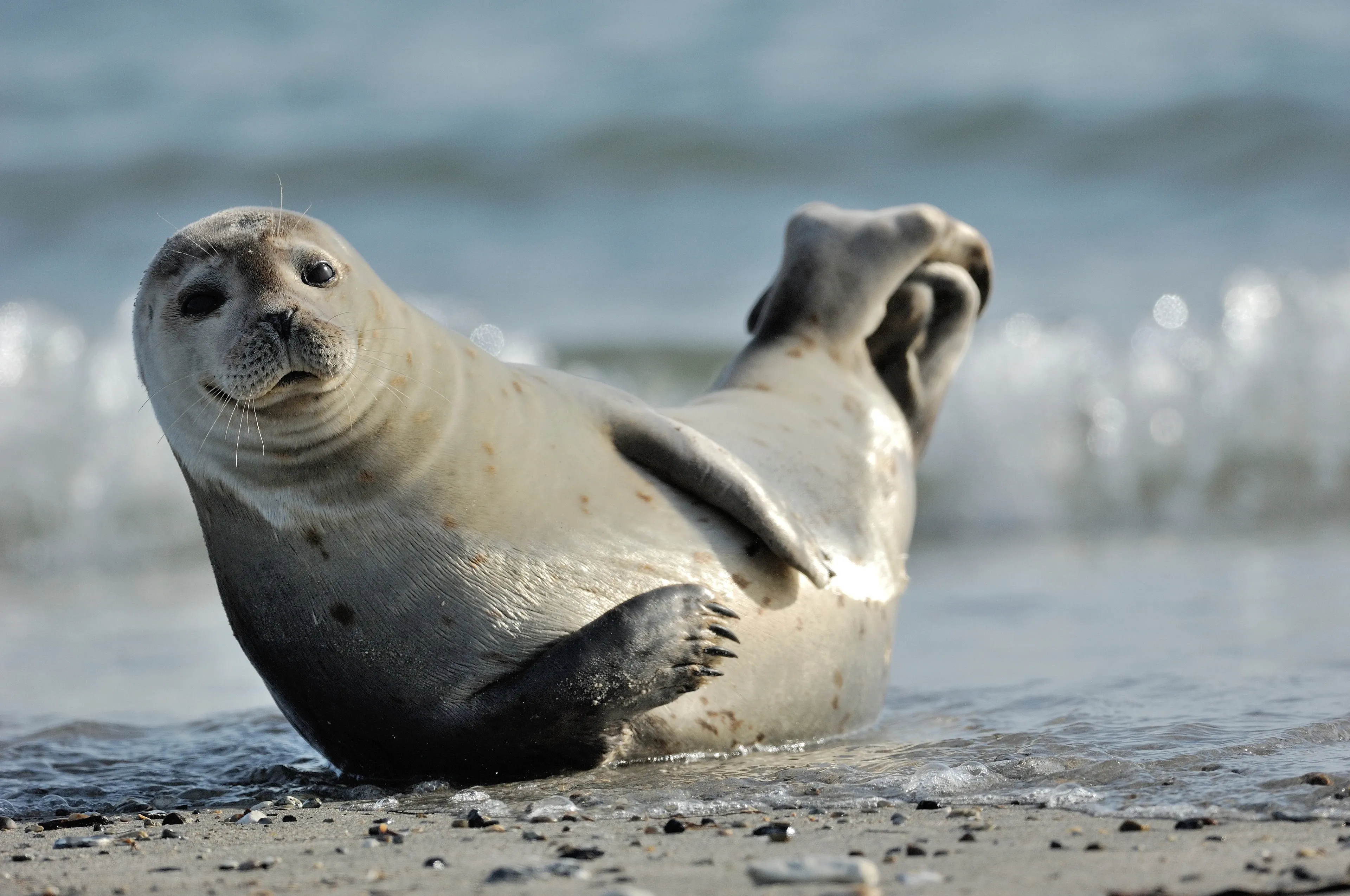 A harbour seal lies on a sandy beach in a U-shape, head and hind flippers lifted, with spotted grey fur, long whiskers, and blue ocean waves behind it.