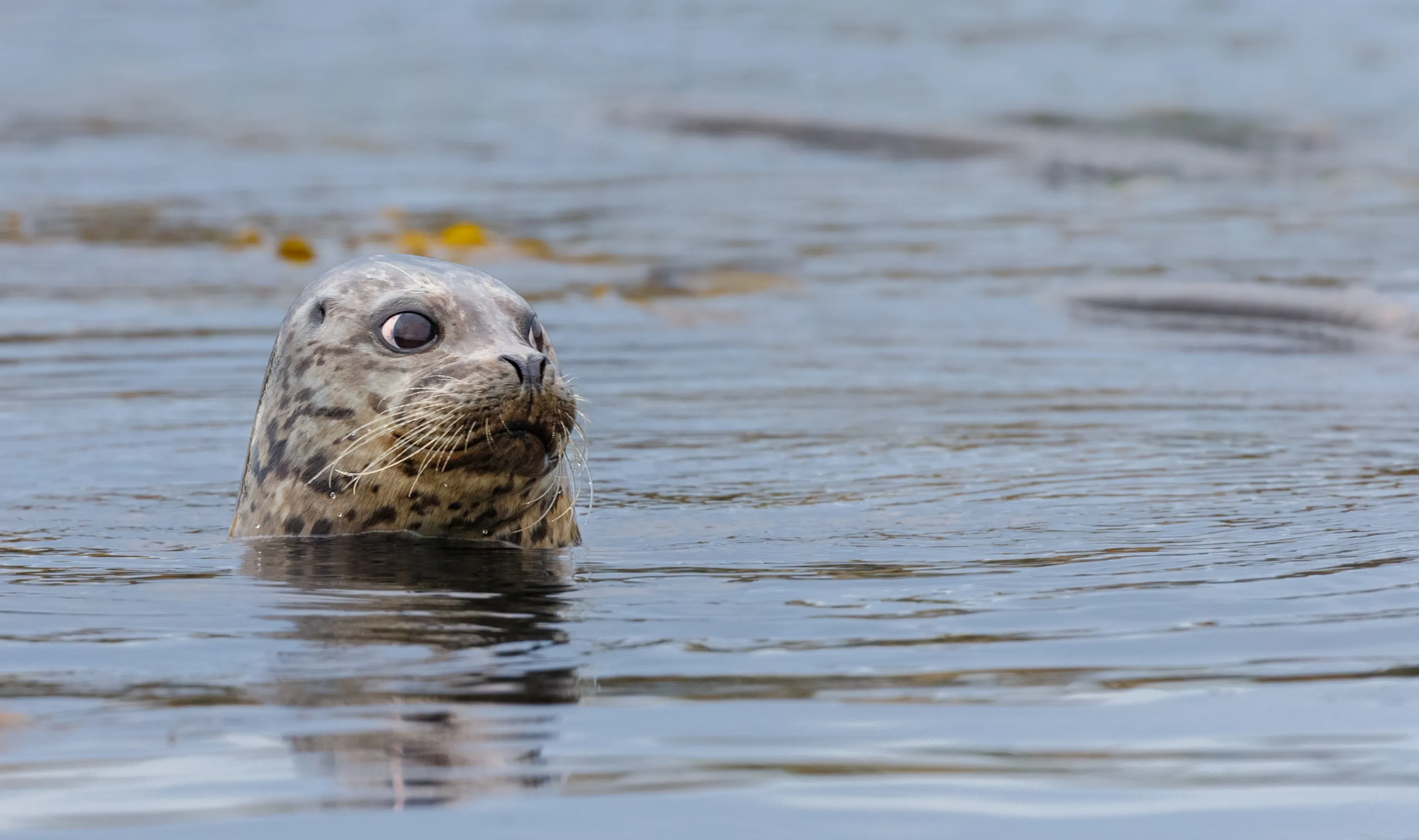 A harbour seal’s spotted grey head peeks from dark rippled water, with a large dark eye, long whiskers, and its face reflected on the surface beside floating seaweed.