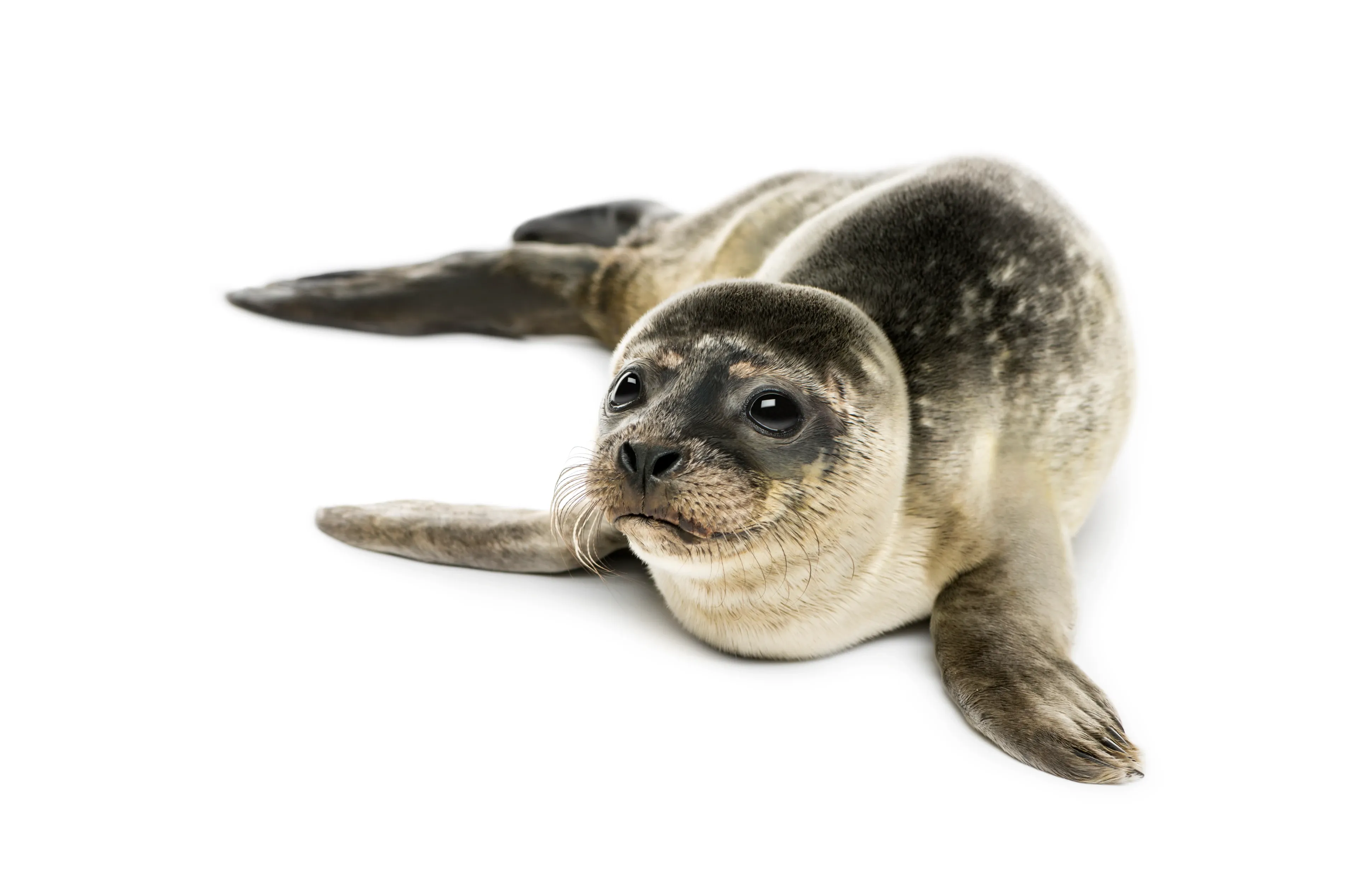A young harbour seal pup lies on its belly on a plain white surface, head raised, with a mottled tan-and-grey spotted coat, dark eyes, and front flippers spread to the sides.