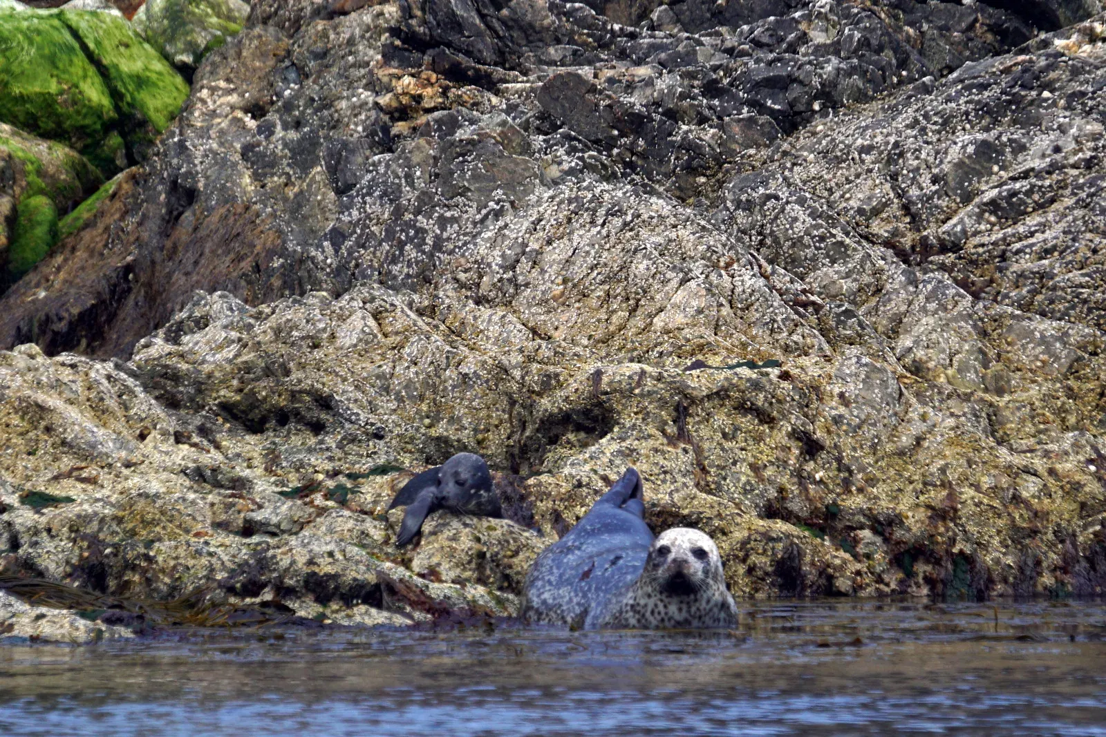 A spotted harbour seal at the water's edge with a small young pup resting on the rocks behind it.
